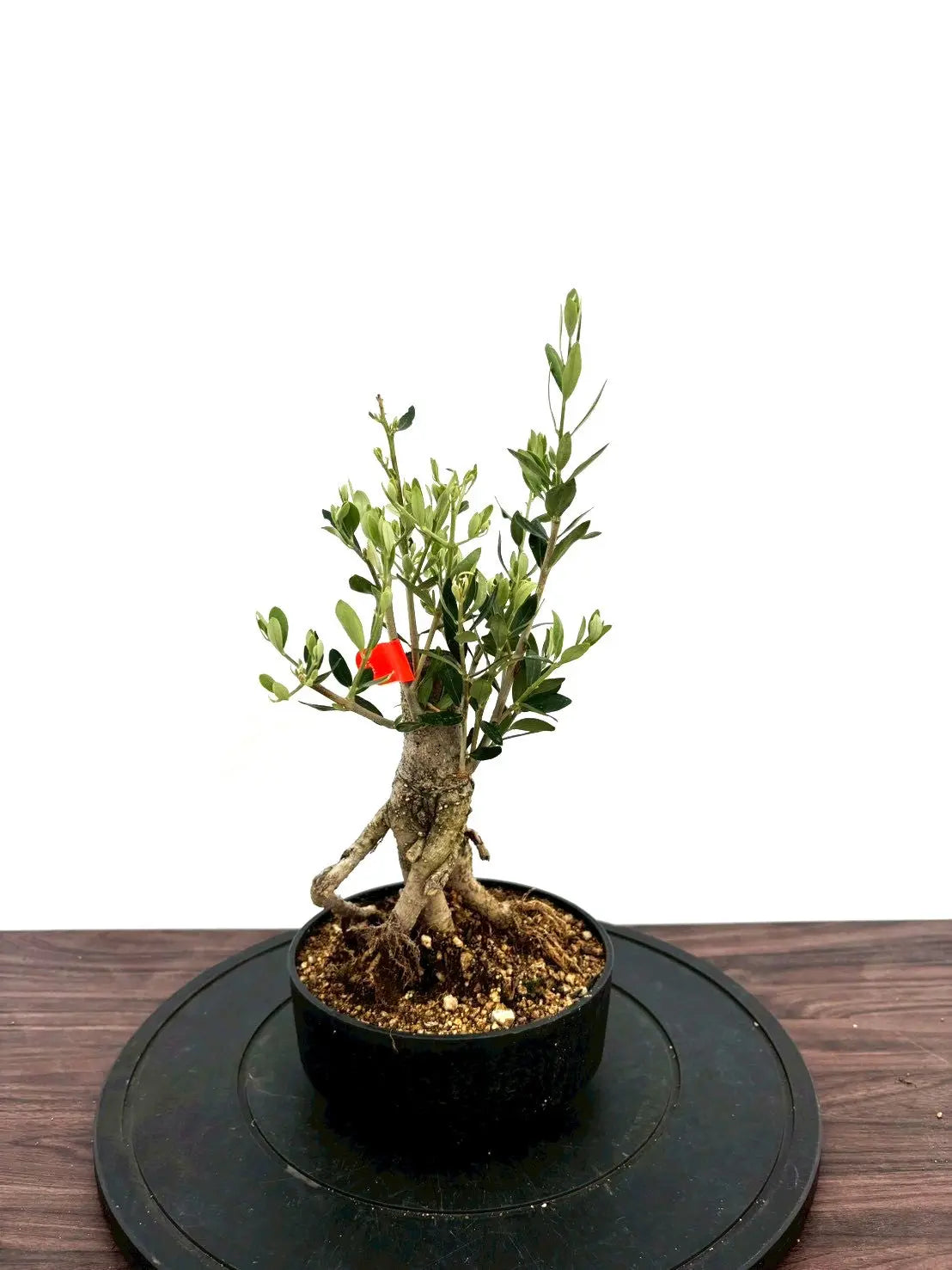 オリーブの木 古木の魅力とは？～時を刻むシンボルツリー～ オリーブの
