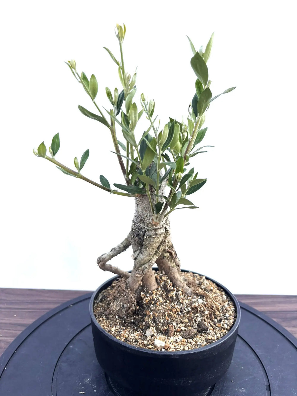 盆栽風オリーブの木 - 株式会社鶴亀園