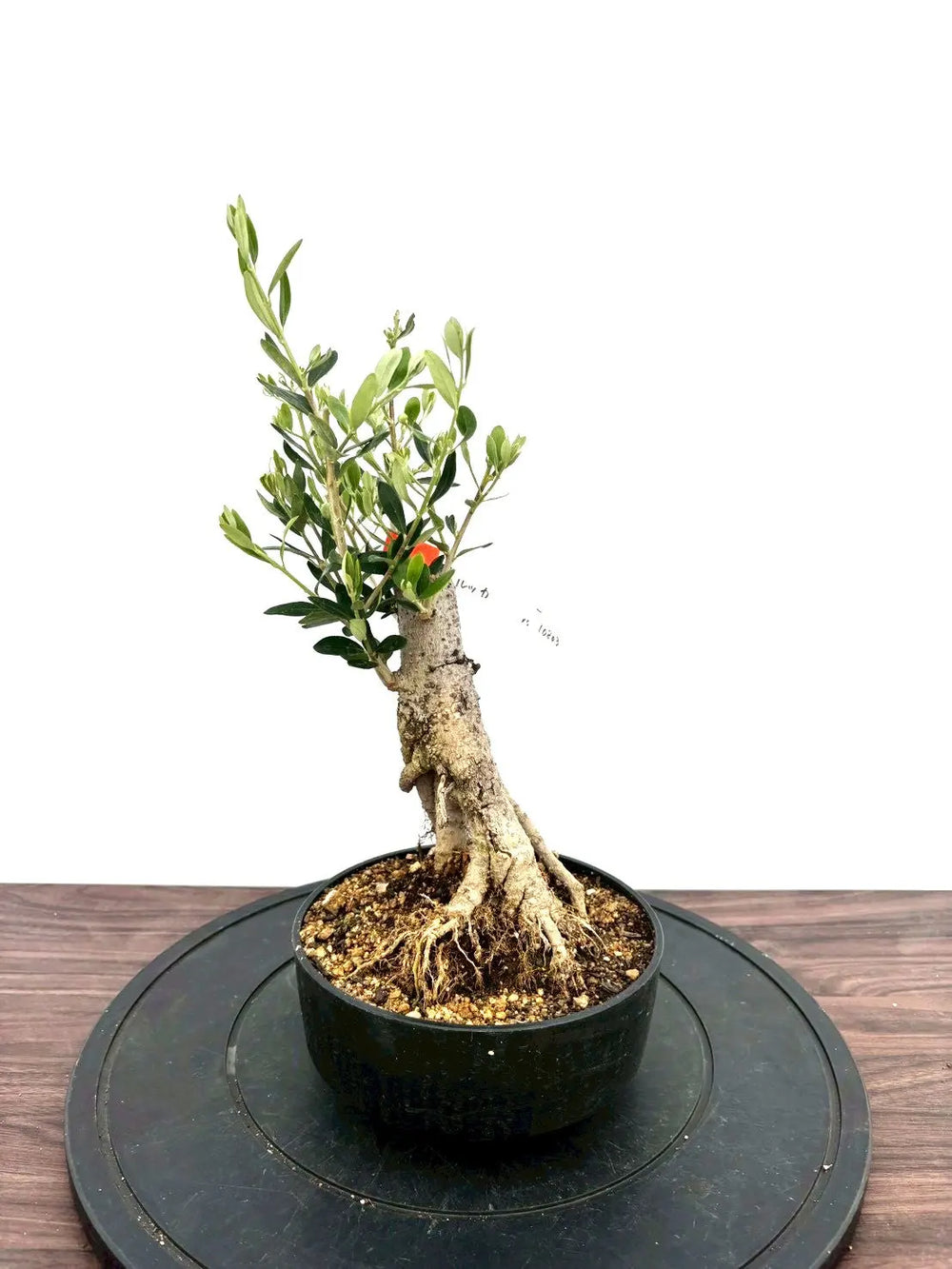 オリーブの木（全商品）｜写真の木をそのままお届け［現品販売］｜鶴亀