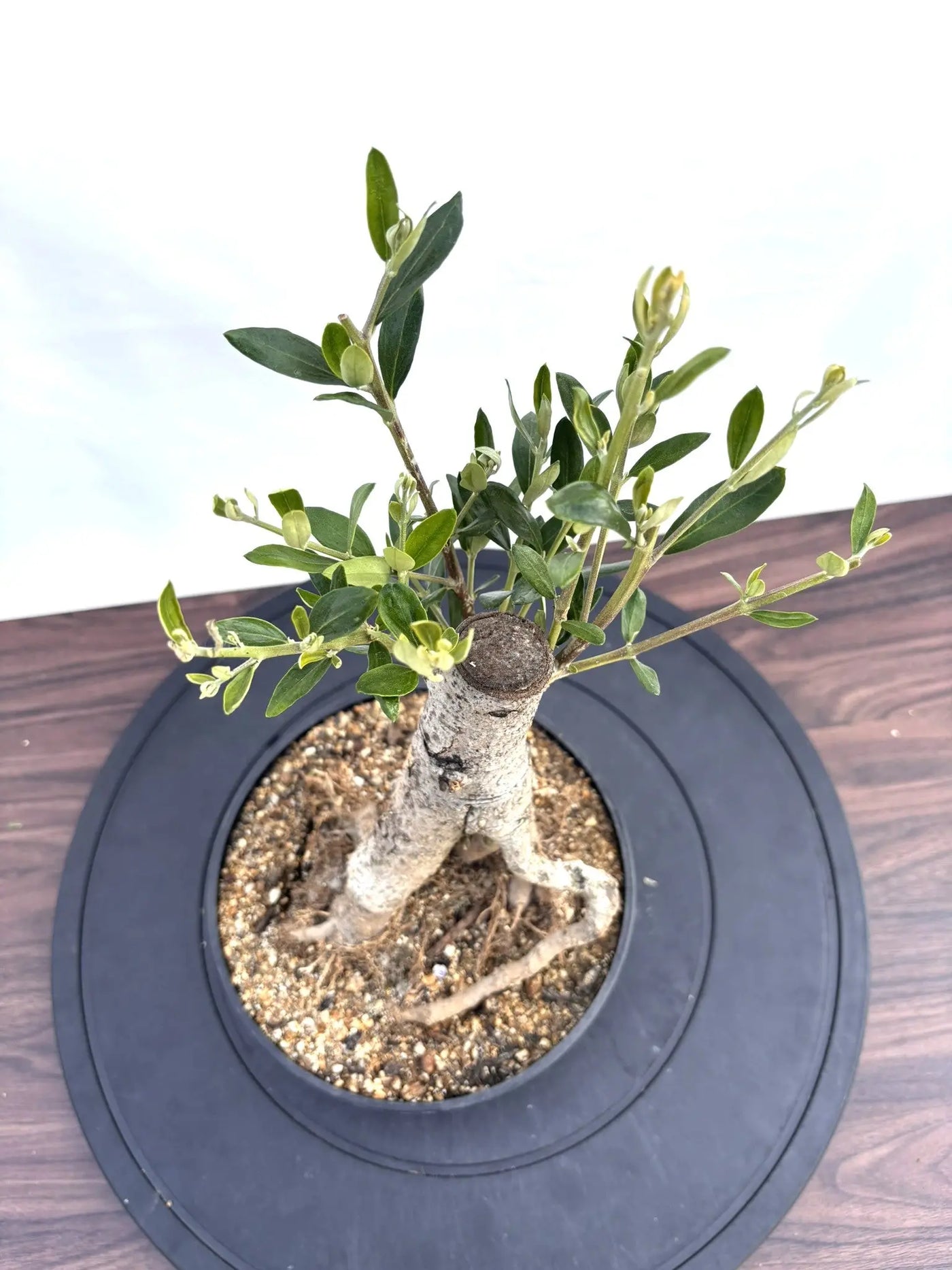 NEWルッカ（オリーブの木）【盆栽風】｜XSサイズ｜NO.10803｜約35cm
