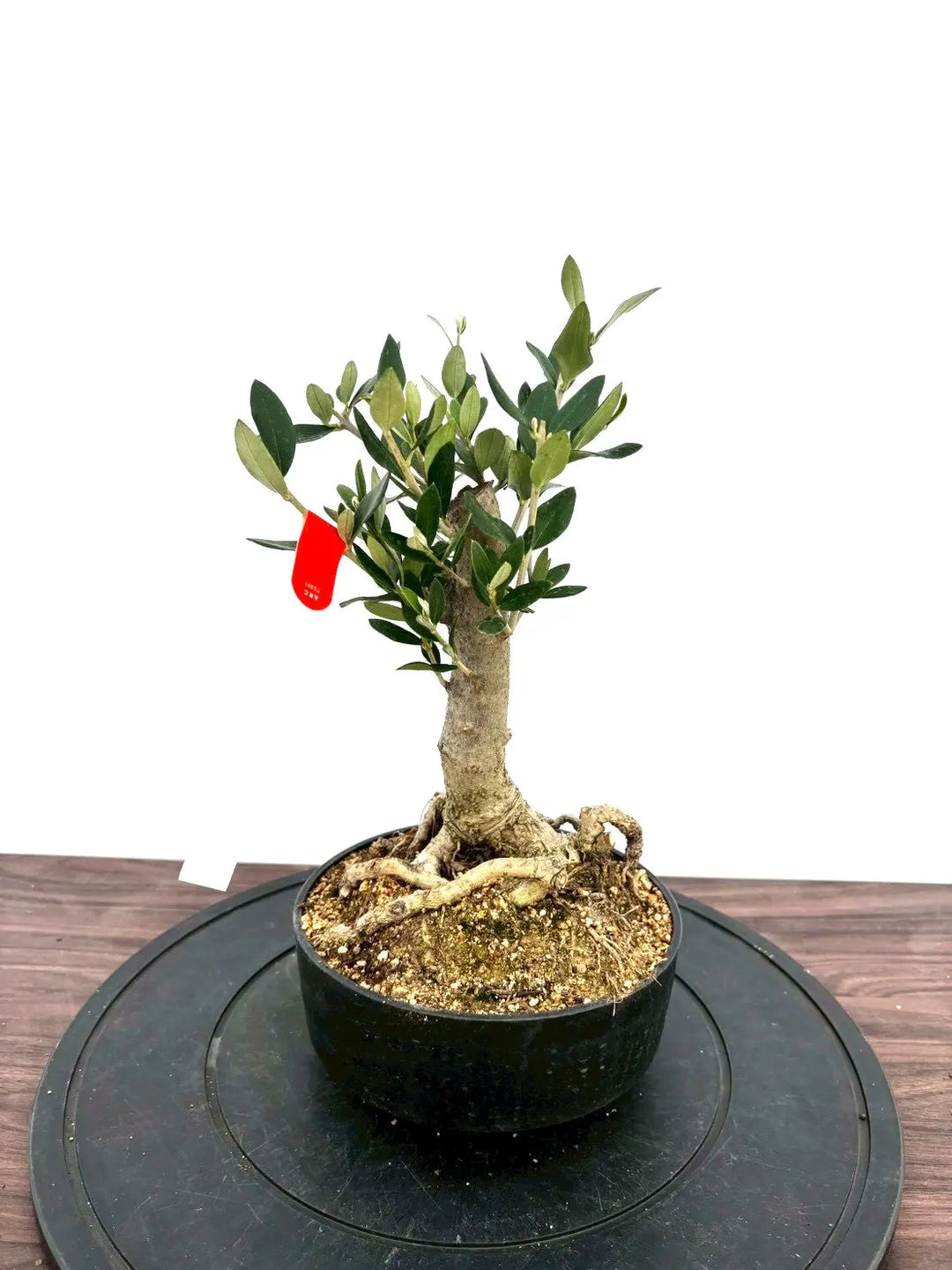 オリーブ盆栽風仕立て 観葉植物 オリーブ 3号 創樹 盆栽仕立て | 観葉植物ならHitoHana(ひとはな)