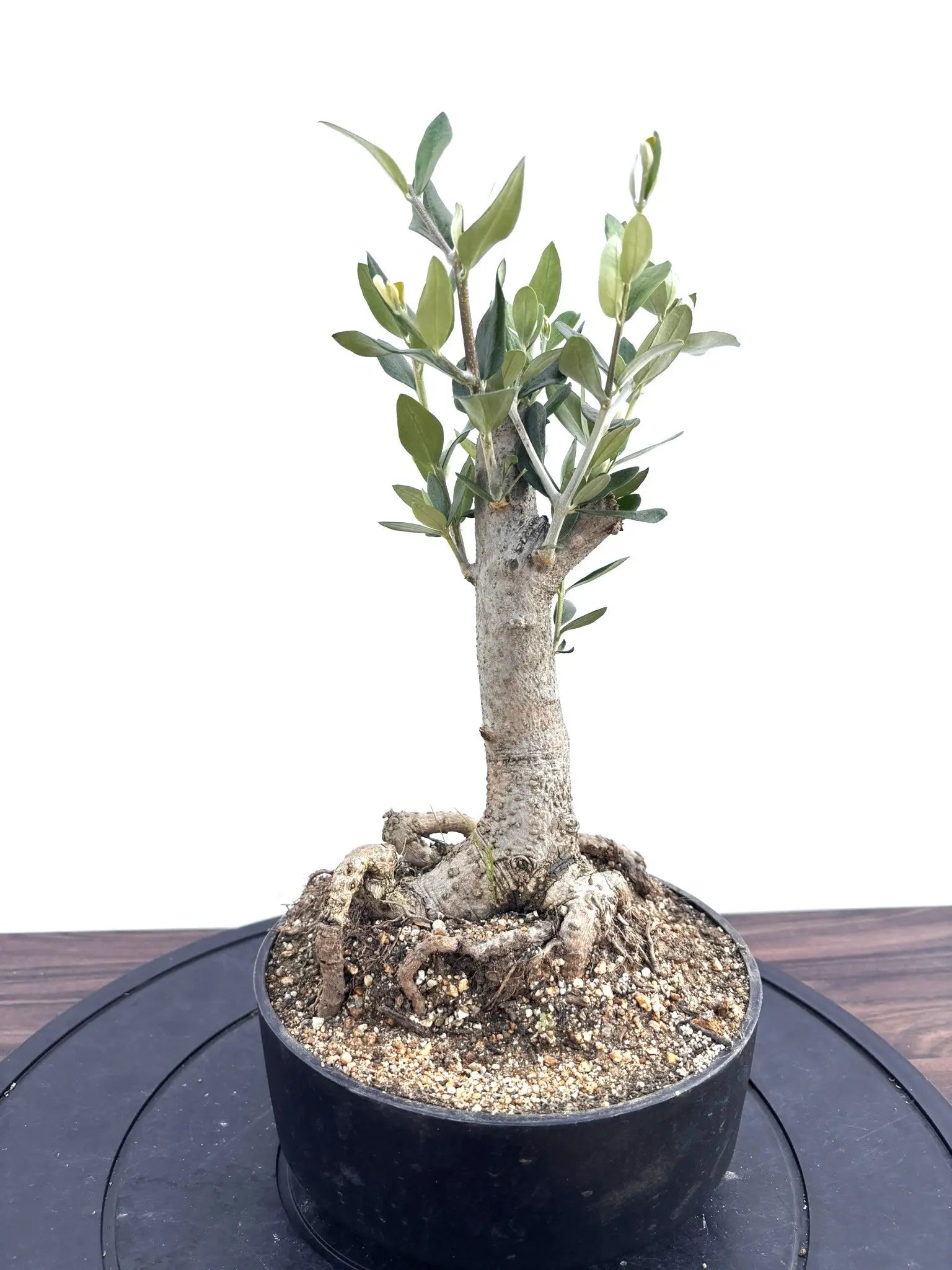 NEWルッカ（オリーブの木）【盆栽風】｜XSサイズ｜NO.10804｜約35cm