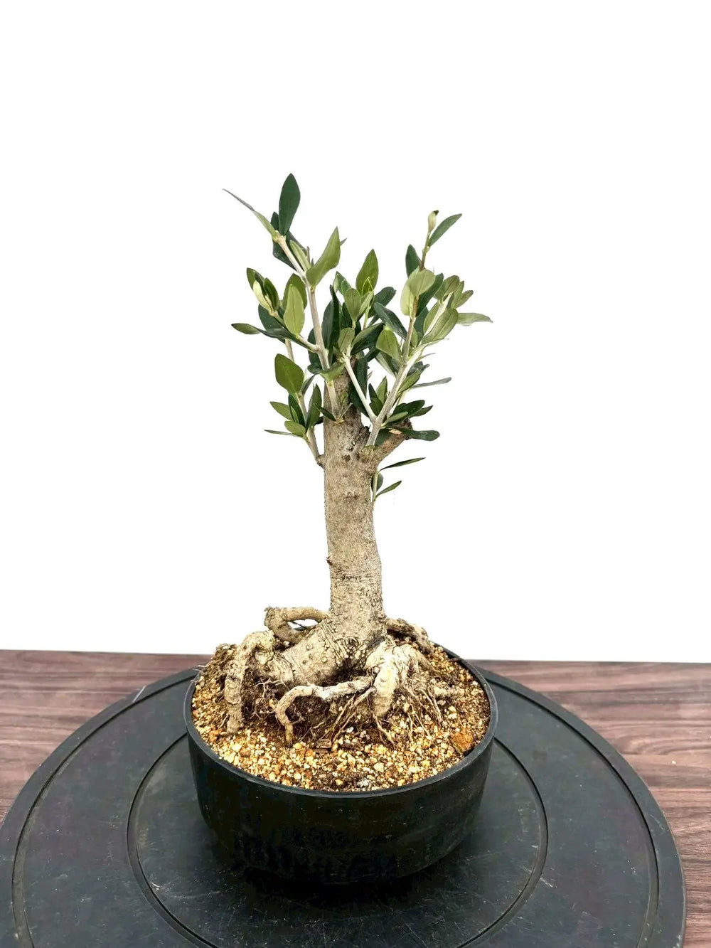 オリーブの木（全商品）｜写真の木をそのままお届け［現品販売］｜鶴亀