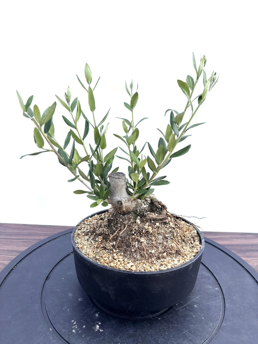 盆栽風オリーブの木 - 株式会社鶴亀園