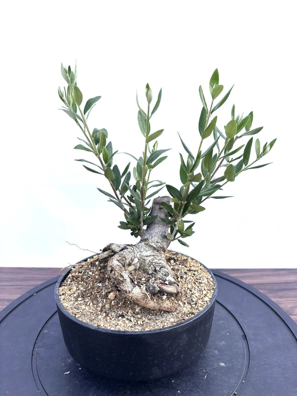 盆栽風オリーブの木 - 株式会社鶴亀園