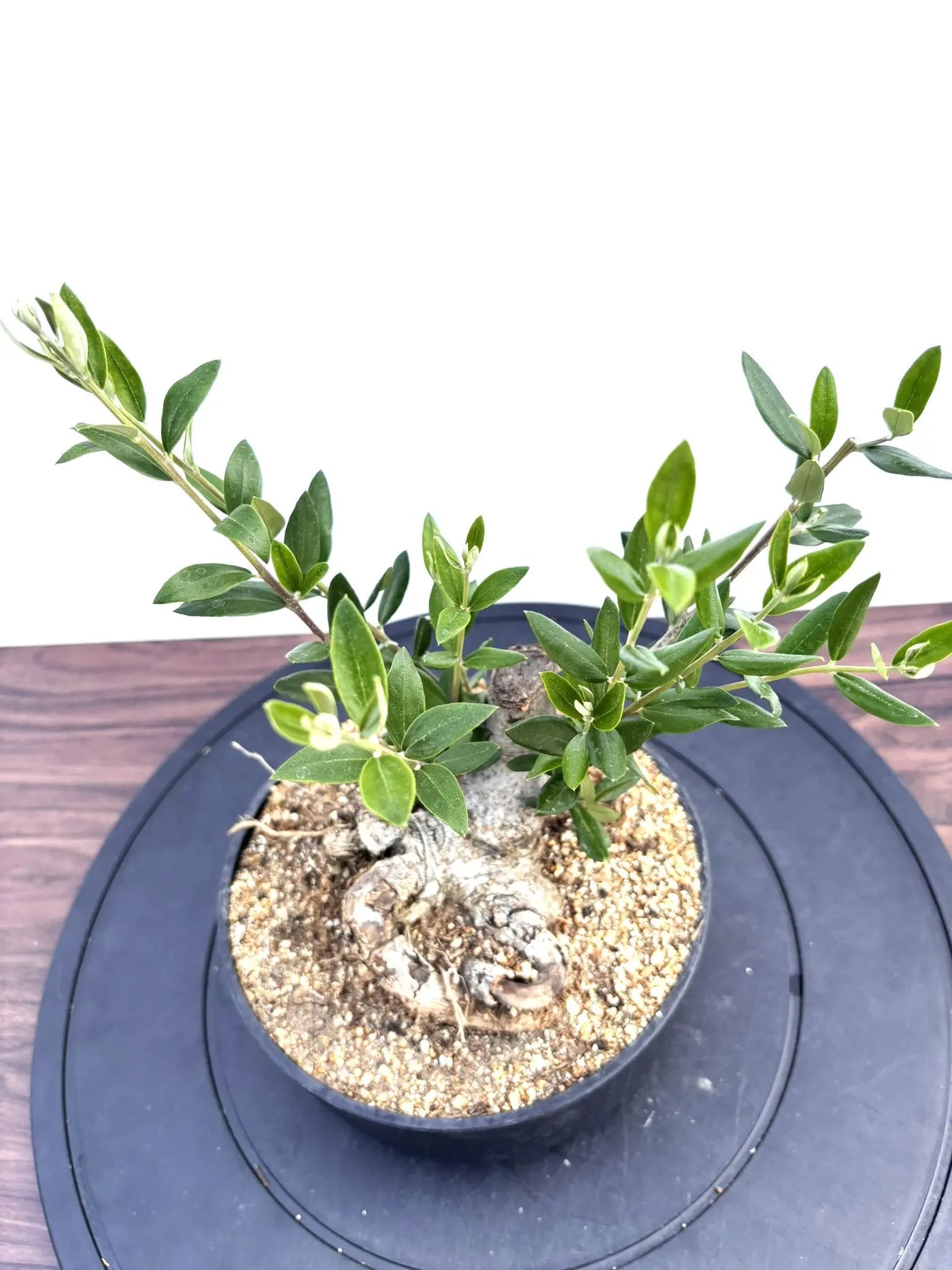 オリーブの木　盆栽風　ルッカ　6号　約30cm　NO.801　人気品種　現品掲載 オリーブの木 盆栽風 ルッカ 6号 約30cm NO.801 人気品種 現品掲載