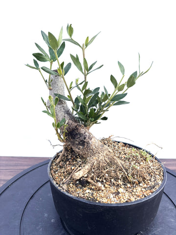 NEWルッカ（オリーブの木）【盆栽風】｜XSサイズ｜NO.10806｜約30cm｜人気・寒冷地OK・初心者向き