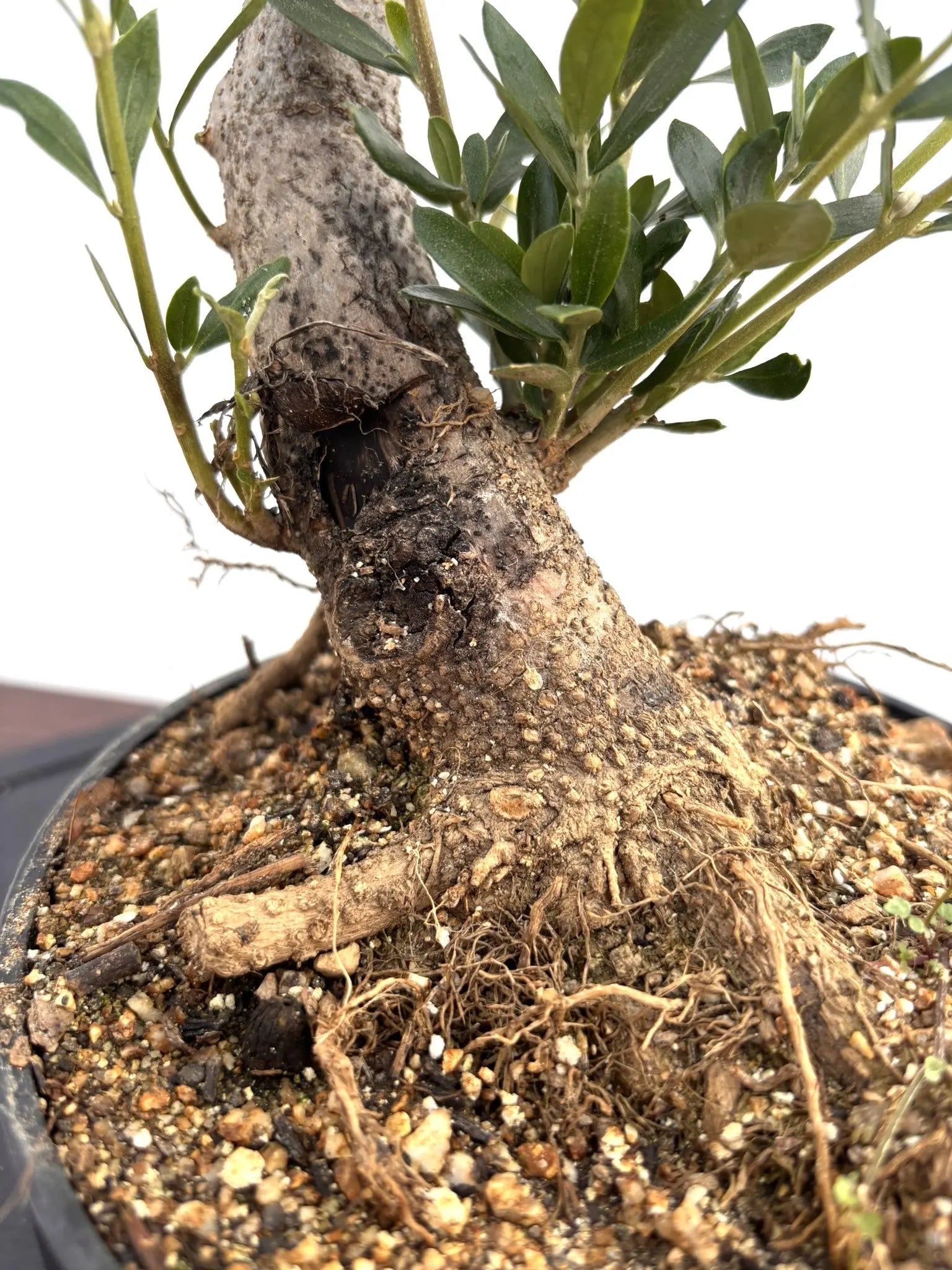 NEWルッカ（オリーブの木）【盆栽風】｜XSサイズ｜NO.10806｜約30cm