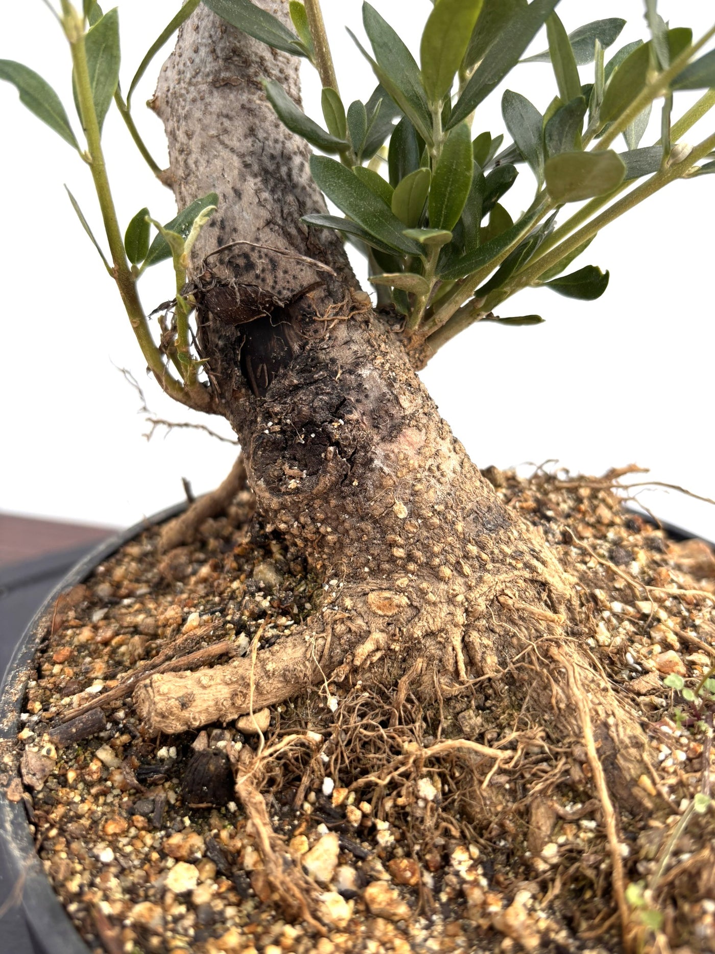 NEWルッカ（オリーブの木）【盆栽風】｜XSサイズ｜NO.10806｜約30cm