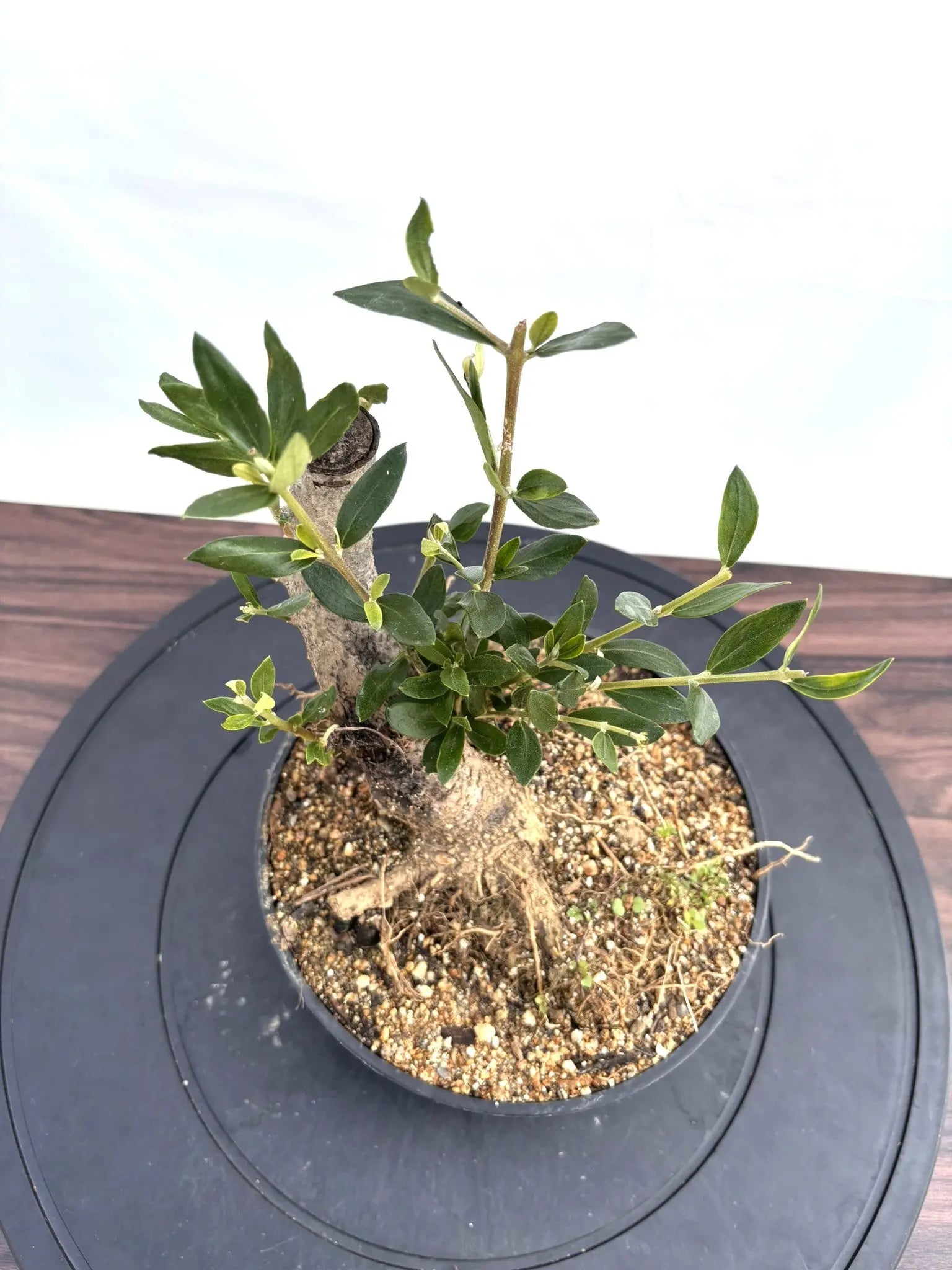 NEWルッカ（オリーブの木）【盆栽風】｜XSサイズ｜NO.10806｜約30cm