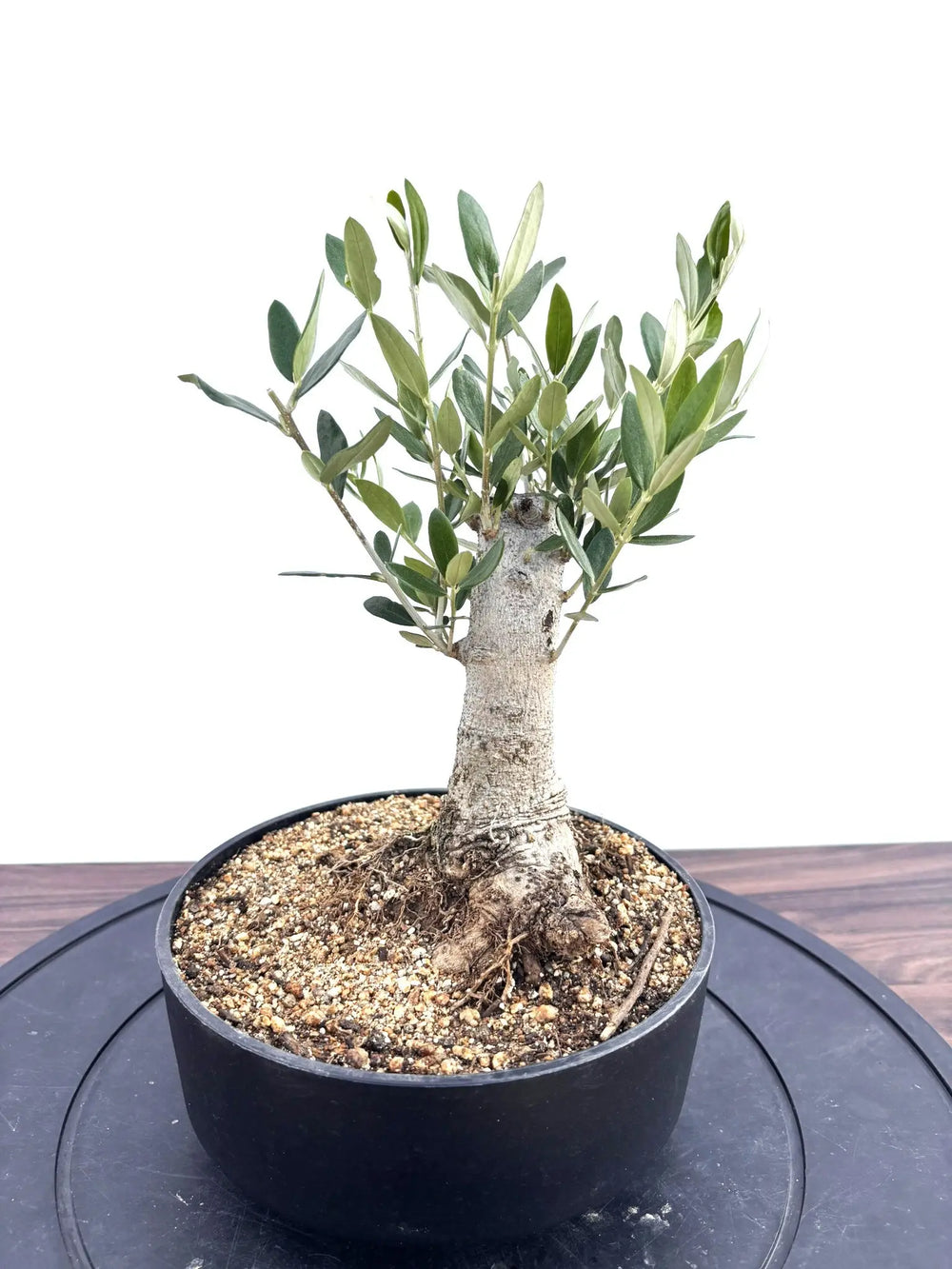 オリーブ　古木　盆栽　大株❗　② オリーブ 古木 盆栽 大株❗ ⑧ - メルカリ