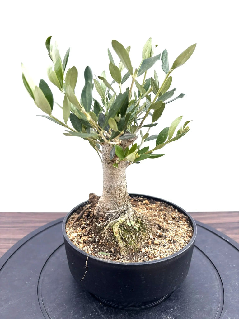 NEWルッカ(オリーブの木)【盆栽風】|XSサイズ|NO.10807|約30cm NEWルッカ(オリーブの木)【盆栽風】|XSサイズ|NO.10807|約30cm