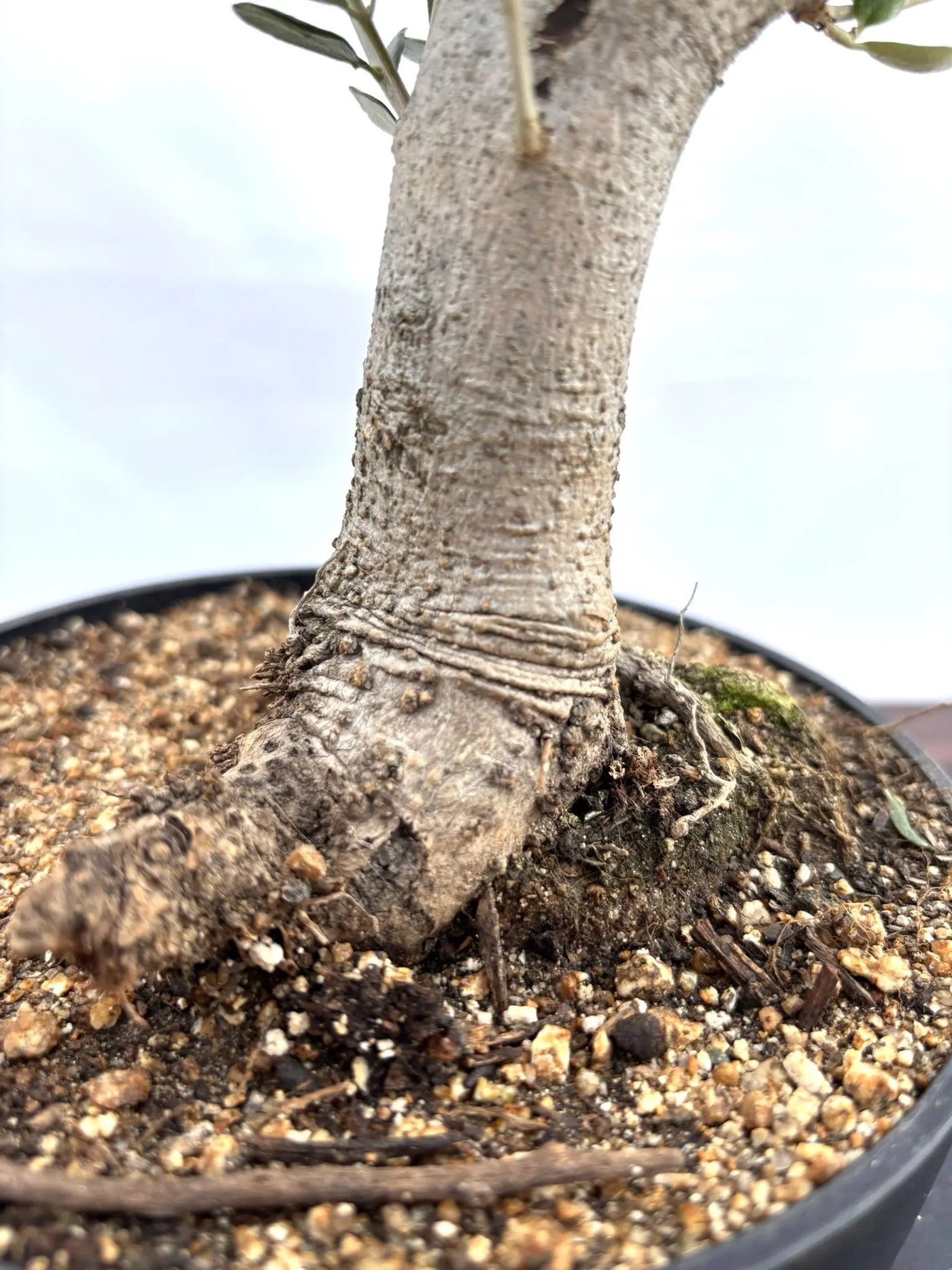 NEWルッカ（オリーブの木）【盆栽風】｜XSサイズ｜NO.10807｜約30cm