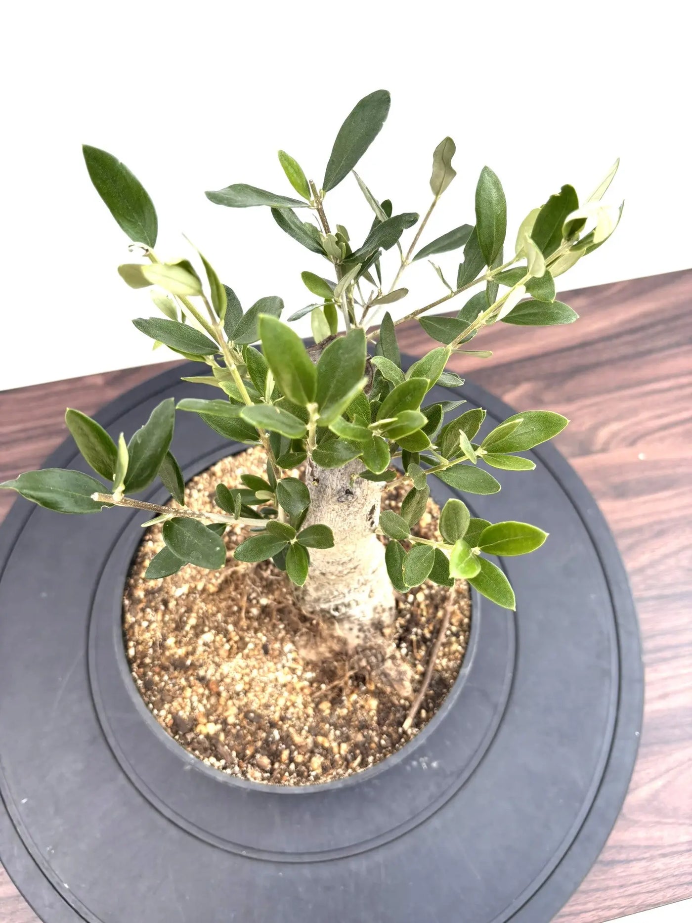 NEWルッカ（オリーブの木）【盆栽風】｜XSサイズ｜NO.10807｜約30cm