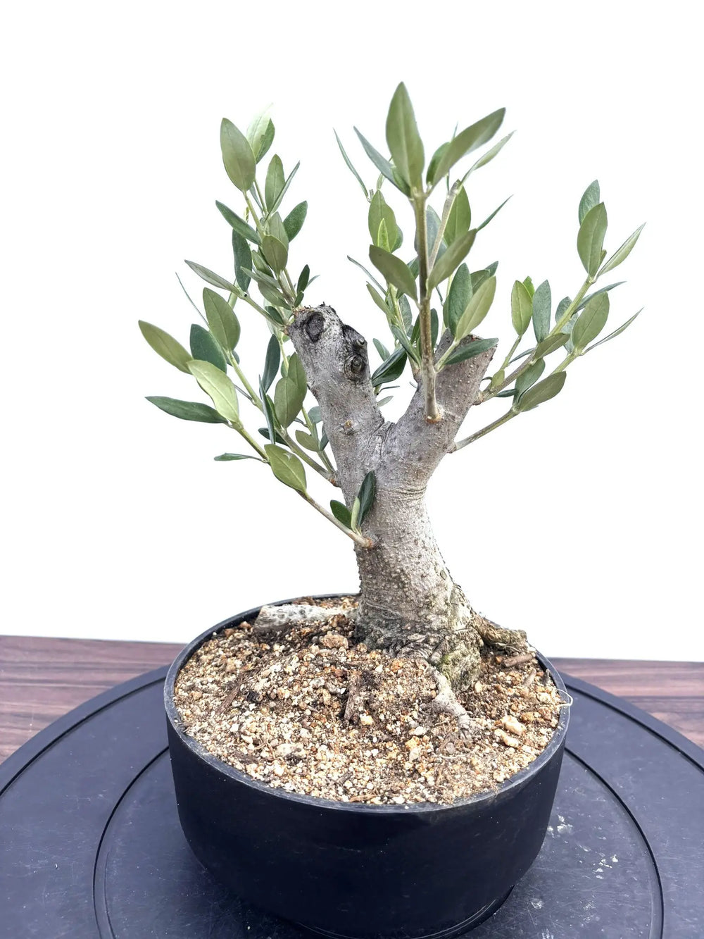盆栽風オリーブの木 - 株式会社鶴亀園