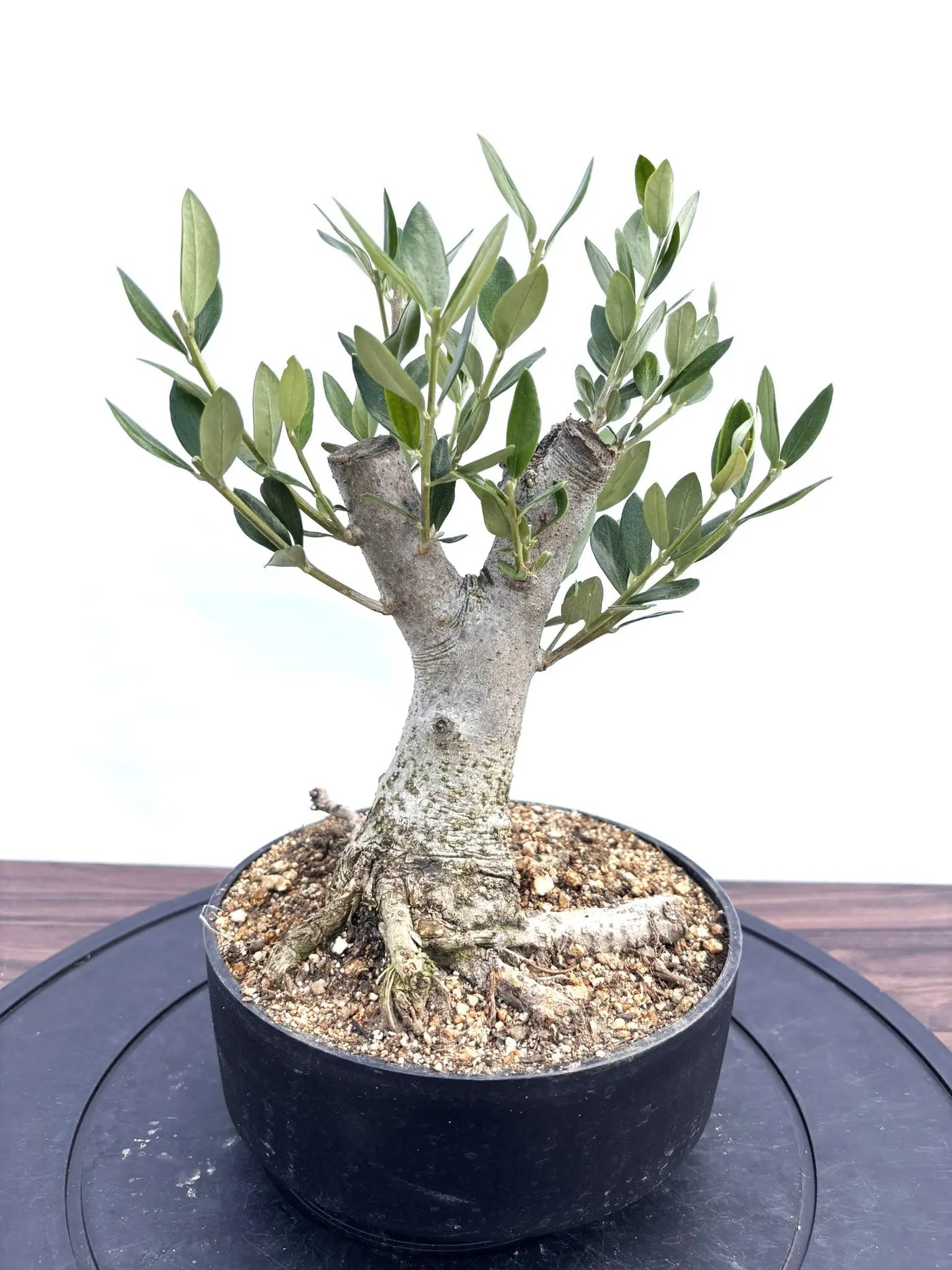 オリーブ　盆栽 NEWルッカ（オリーブの木）【盆栽風】｜XSサイズ｜NO.10808｜約30cm