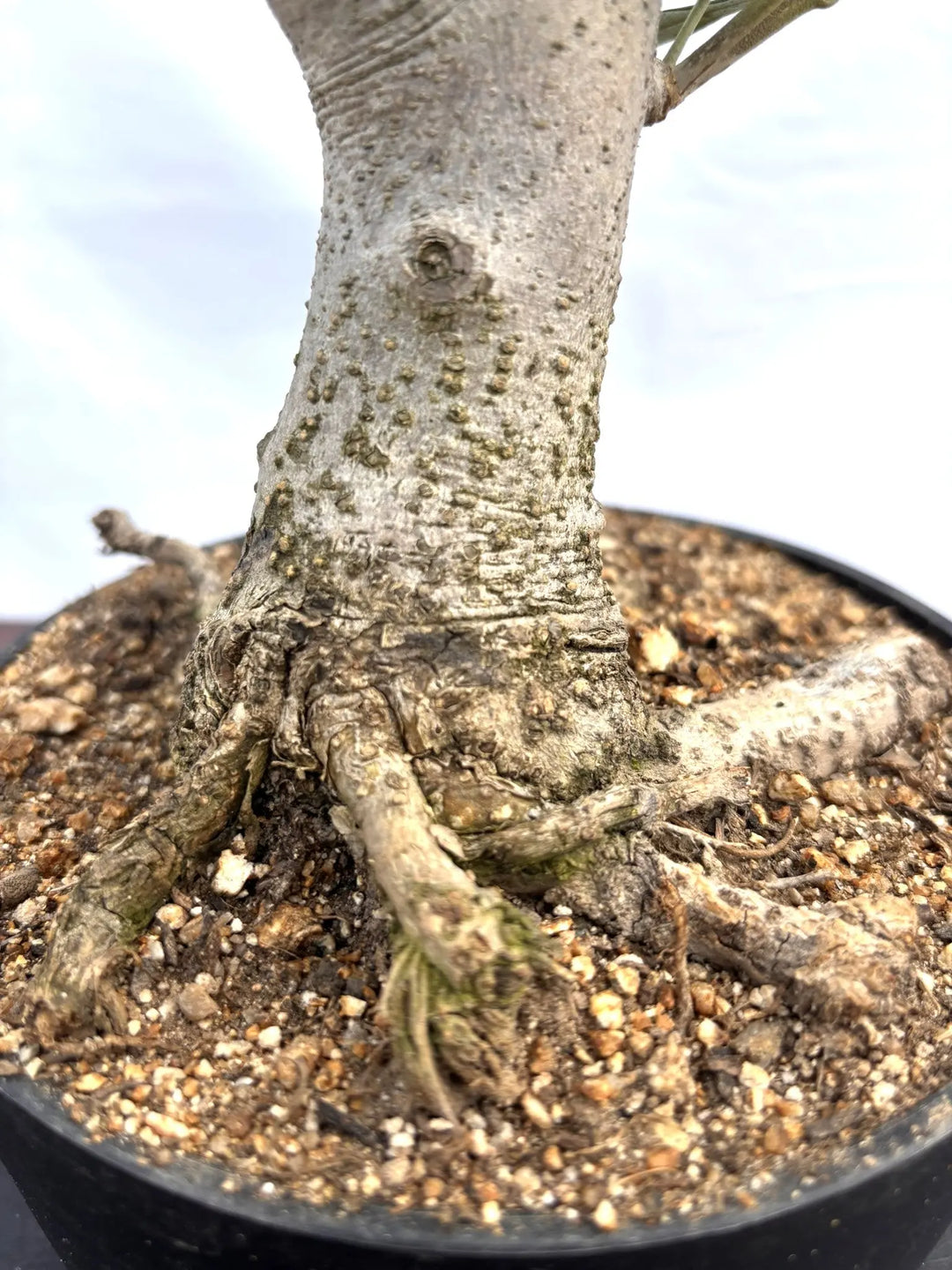 NEWルッカ（オリーブの木）【盆栽風】｜XSサイズ｜NO.10808｜約30cm