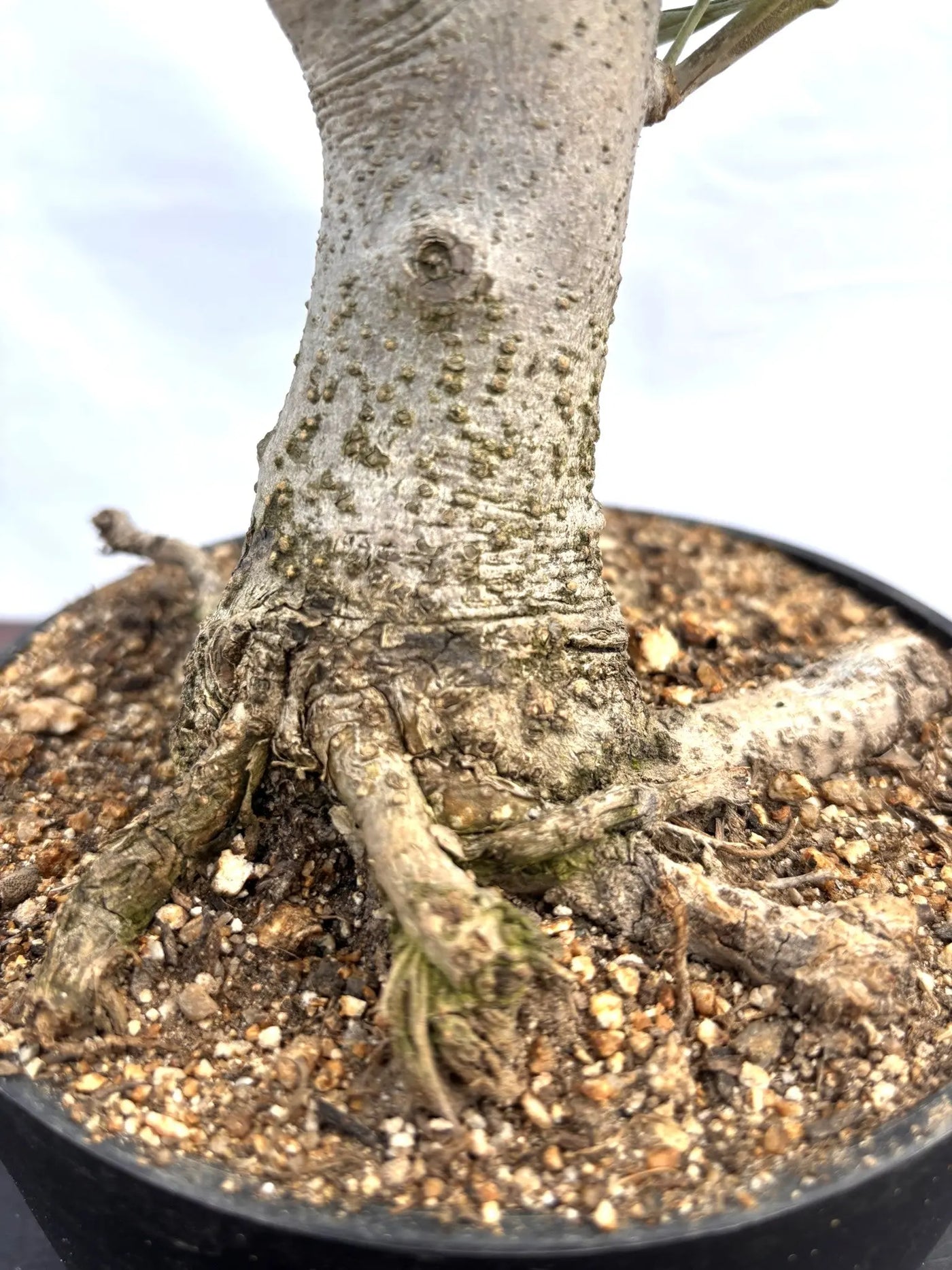 NEWルッカ（オリーブの木）【盆栽風】｜XSサイズ｜NO.10808｜約30cm