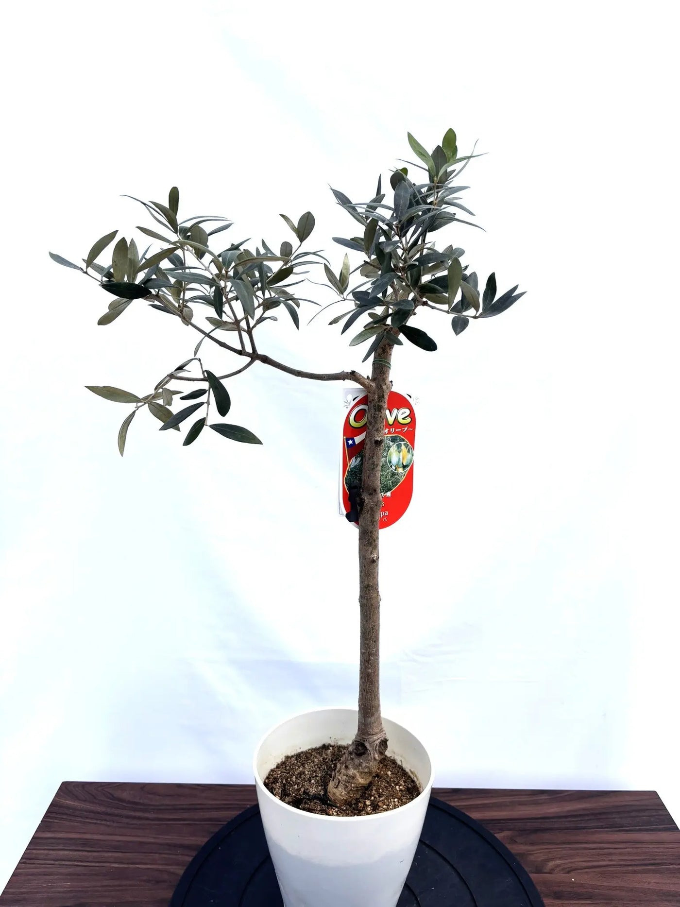 園芸ネット本店｜オリーブ：アザパ 8号鉢植え の通販【公式】 現