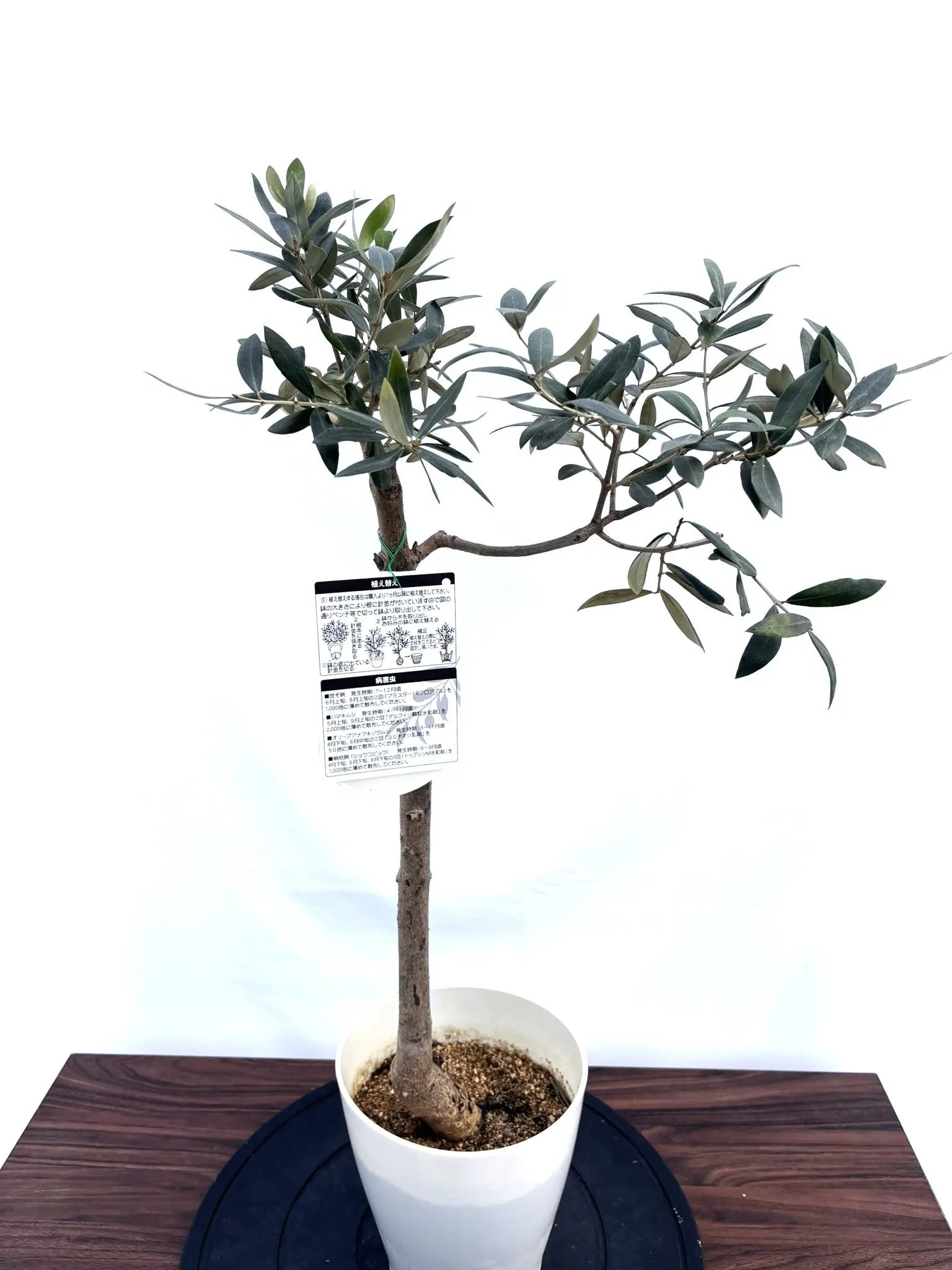 オリーブの木　アザパ NEWアザパ（オリーブの木）｜XSサイズ｜約80cm｜NO.10810｜希少・大実