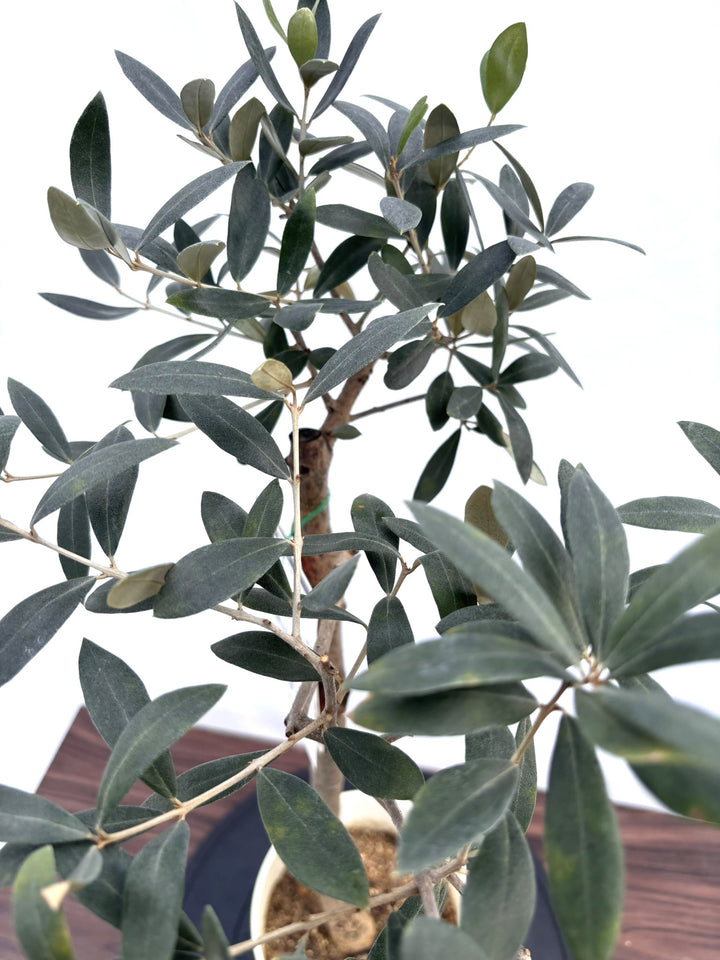 NEWアザパ（オリーブの木）｜XSサイズ｜約80cm｜NO.10810｜希少・大実