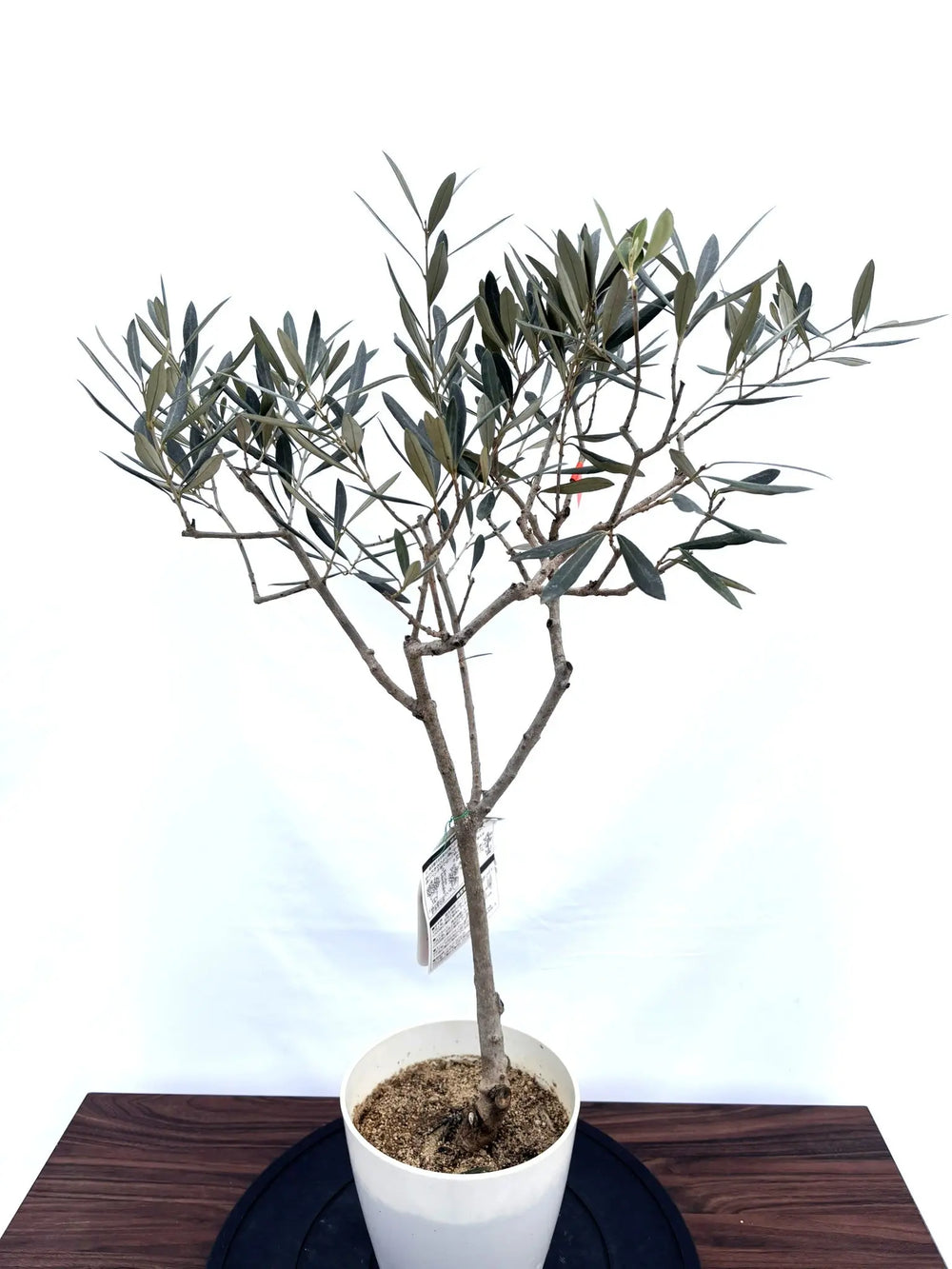 希少品種 - 株式会社鶴亀園