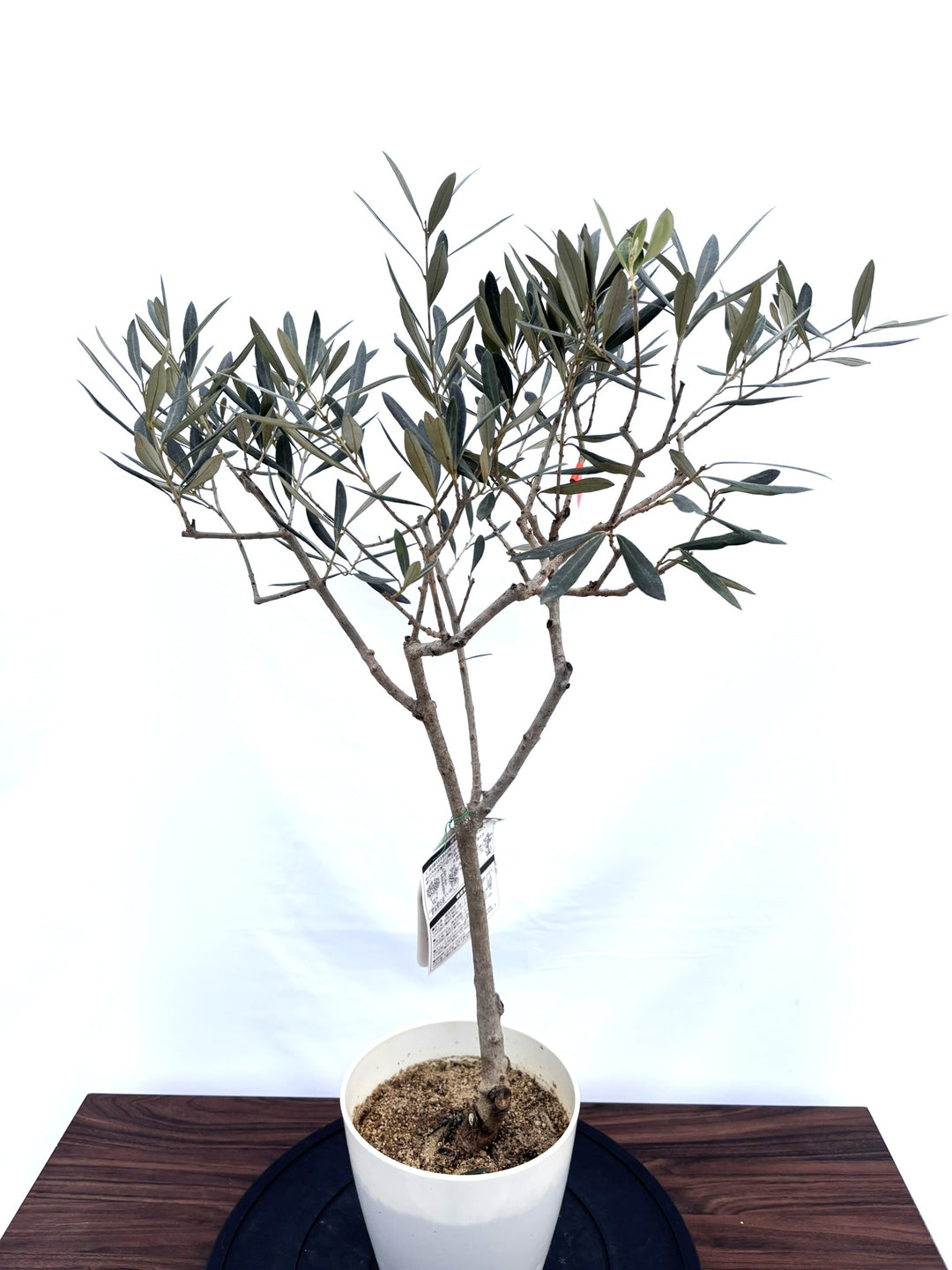 NEWアザパ（オリーブの木）｜XSサイズ｜約85cm｜NO.10811｜希少・大実