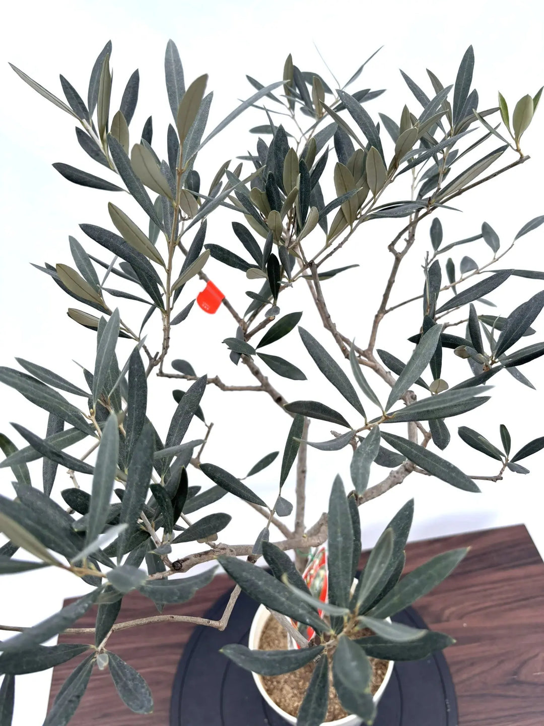 NEWアザパ（オリーブの木）｜XSサイズ｜約85cm｜NO.10811｜希少・大実