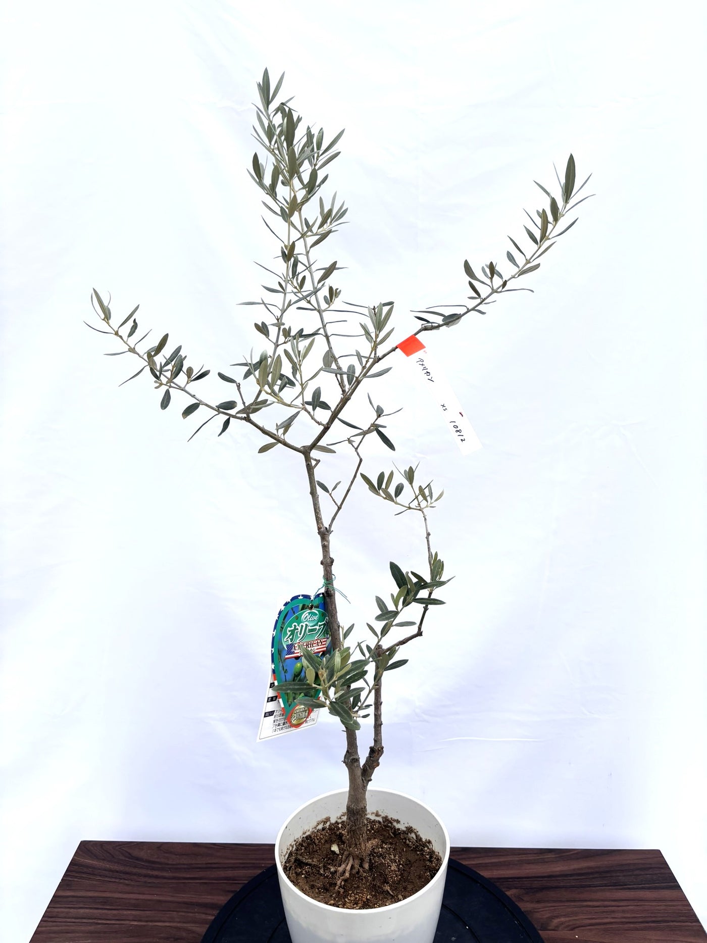 NEWアメリカン（オリーブの木）｜XSサイズ｜NO.10812｜約100cm｜希少・銀葉・室内向き・開帳型