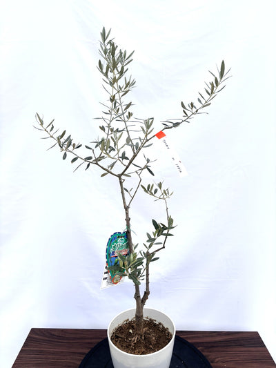 NEWアメリカン（オリーブの木）｜XSサイズ｜NO.10812｜約100cm｜希少・銀葉・室内向き・開帳型