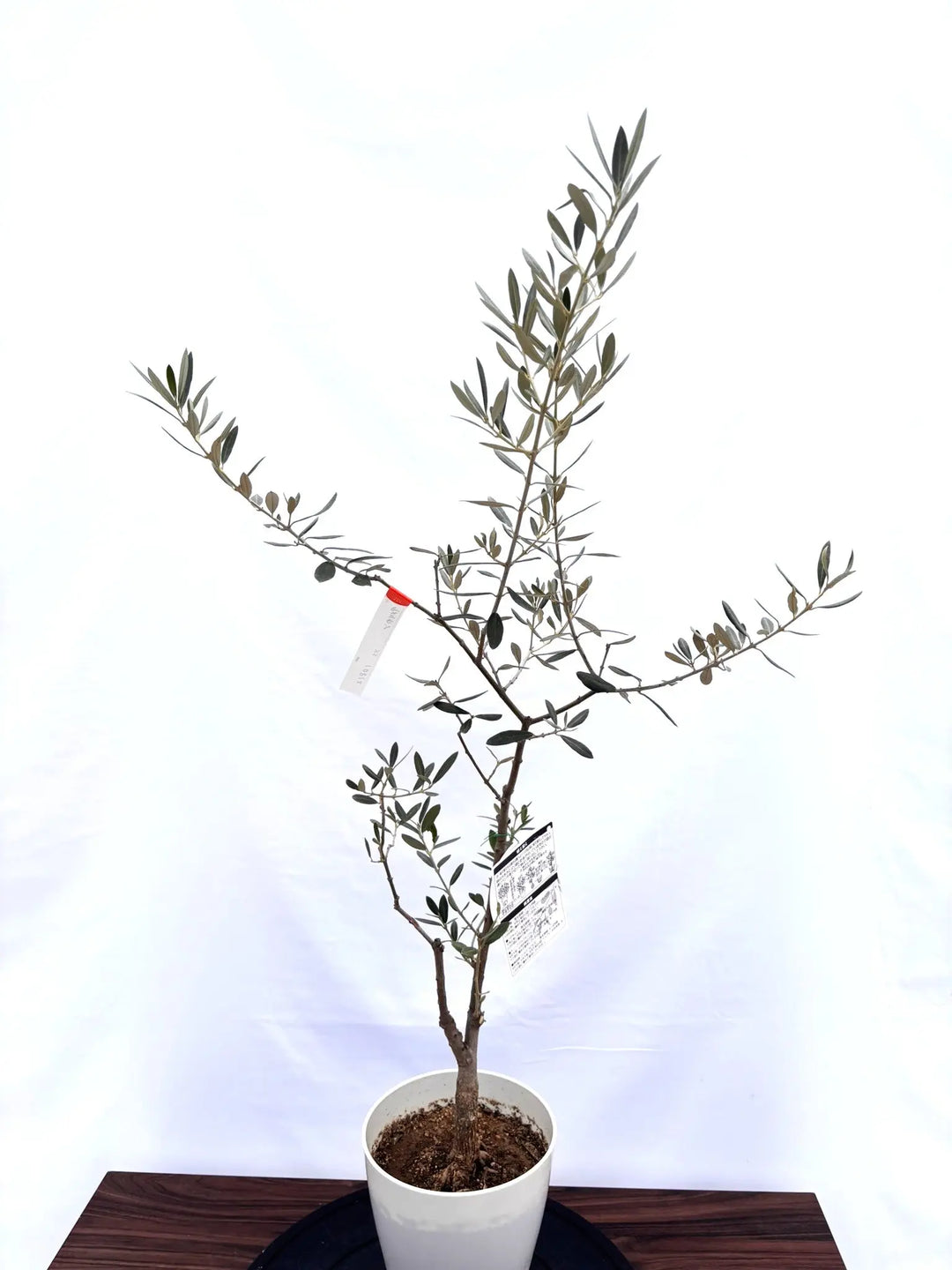 Natural Season 26インチ オリーブグリーン【引取できる方歓迎】 NEWアメリカン（オリーブの木）｜XSサイズ｜NO.10812｜約100cm｜希少