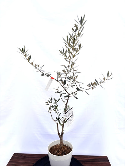 NEWアメリカン（オリーブの木）｜XSサイズ｜NO.10812｜約100cm｜希少・銀葉・室内向き・開帳型