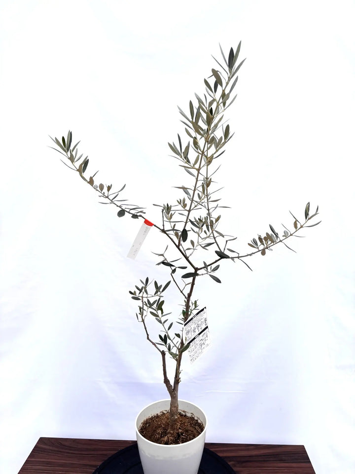 NEWアメリカン（オリーブの木）｜XSサイズ｜NO.10812｜約100cm｜希少