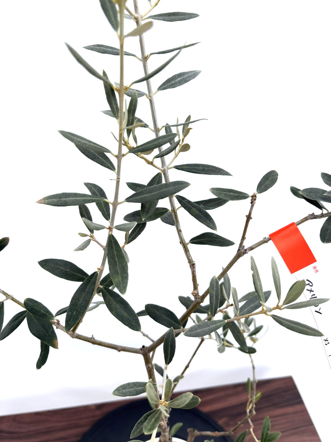 Natural Season 26インチ オリーブグリーン【引取できる方歓迎】 NEWアメリカン（オリーブの木）｜XSサイズ｜NO.10812｜約100cm｜希少