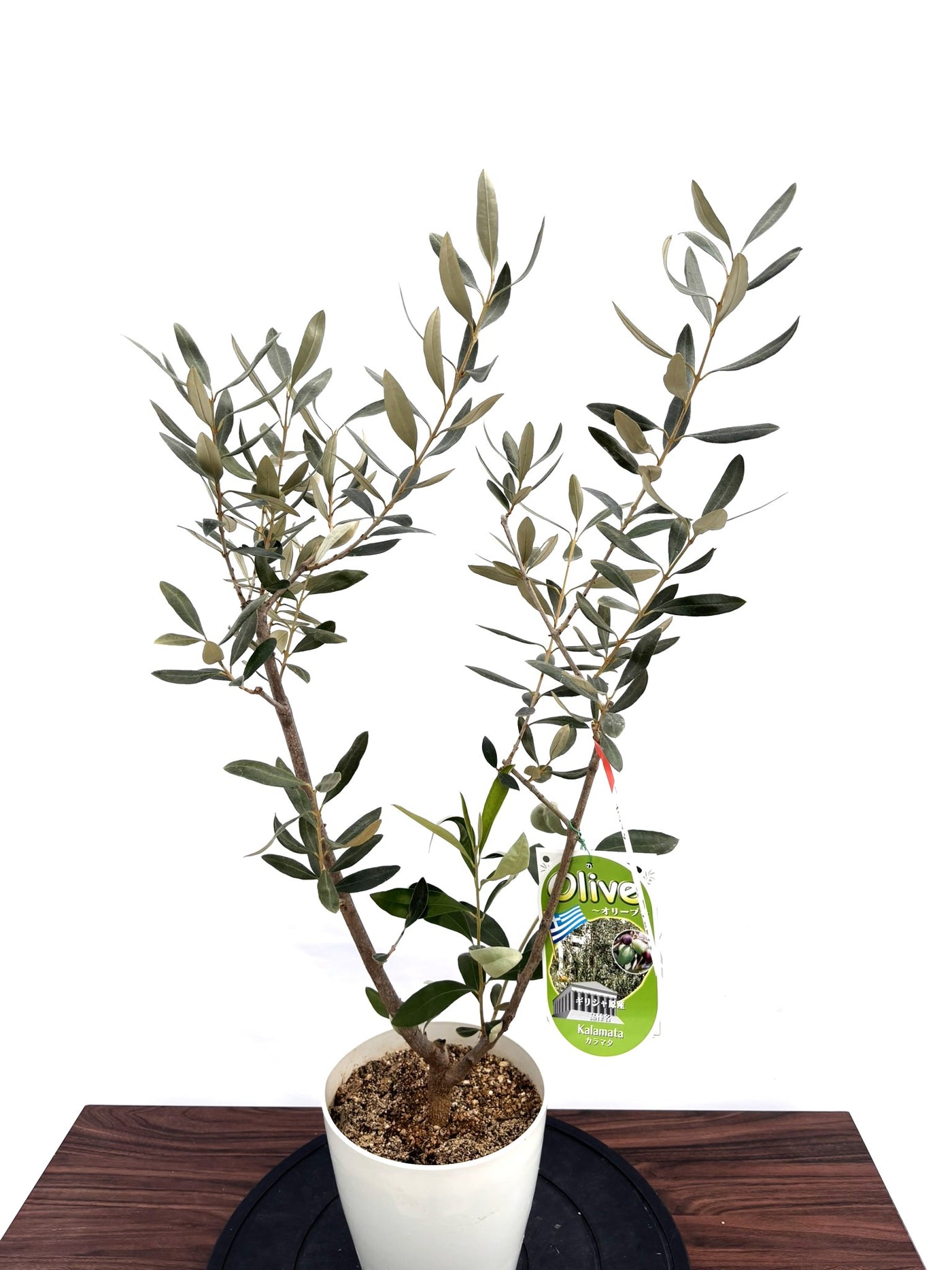NEWカラマタ（オリーブの木）｜XSサイズ｜NO.10813｜約100cm｜希少