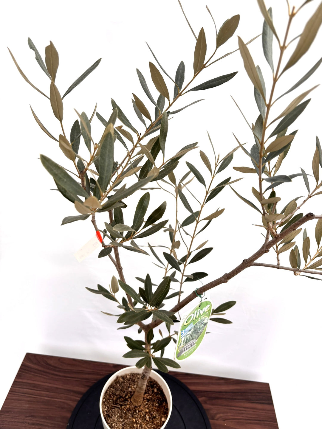 NEWカラマタ（オリーブの木）｜XSサイズ｜NO.10813｜約100cm｜希少
