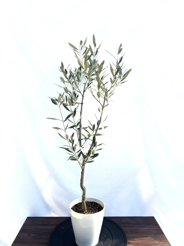 NEWカラマタ（オリーブの木）｜XSサイズ｜NO.10814｜約105cm｜希少