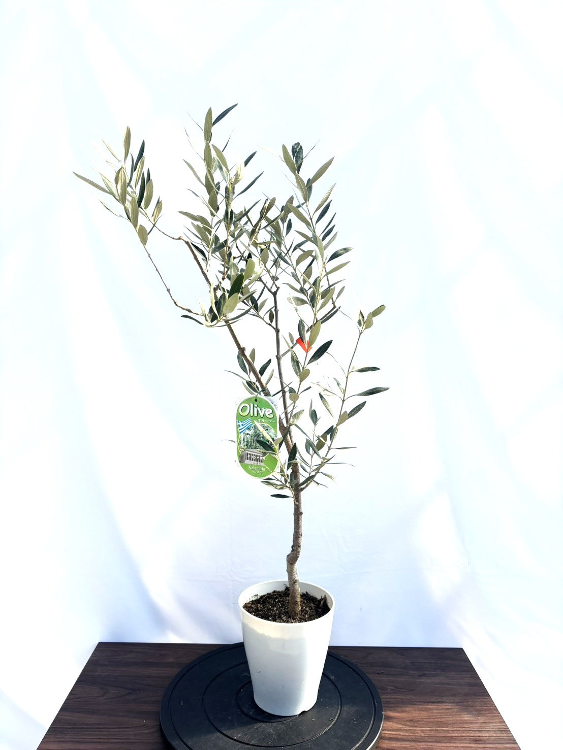 NEWカラマタ（オリーブの木）｜XSサイズ｜NO.10814｜約105cm｜希少・上級者向き