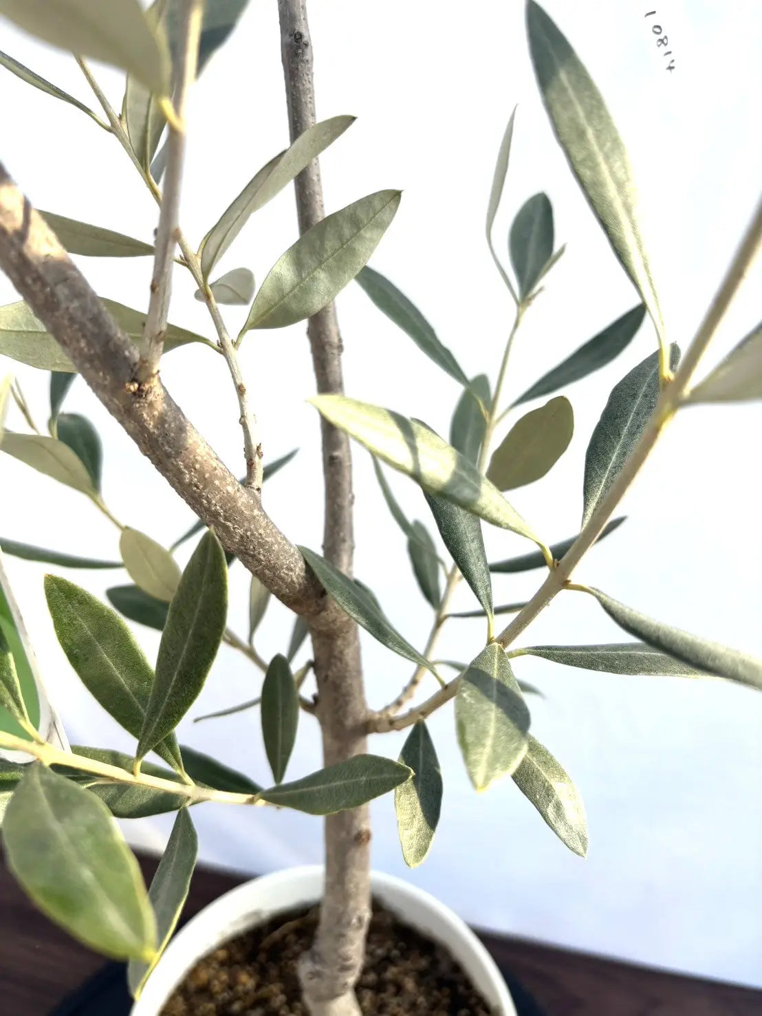NEWカラマタ（オリーブの木）｜XSサイズ｜NO.10814｜約105cm｜希少