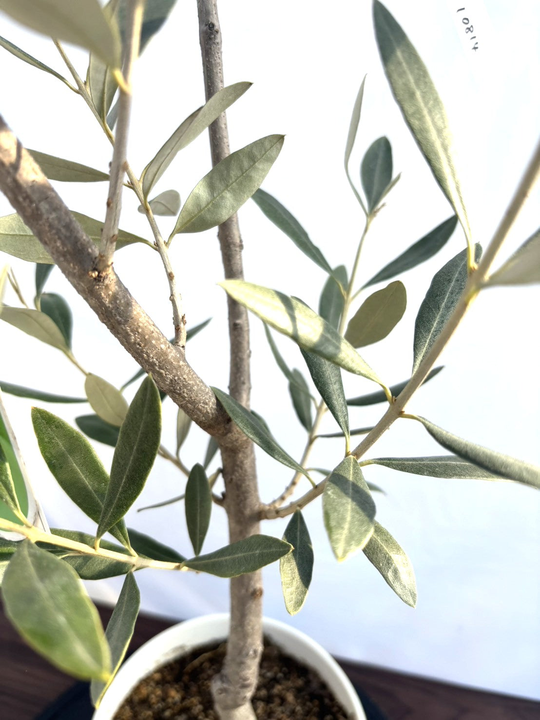 NEWカラマタ（オリーブの木）｜XSサイズ｜NO.10814｜約105cm｜希少・上級者向き