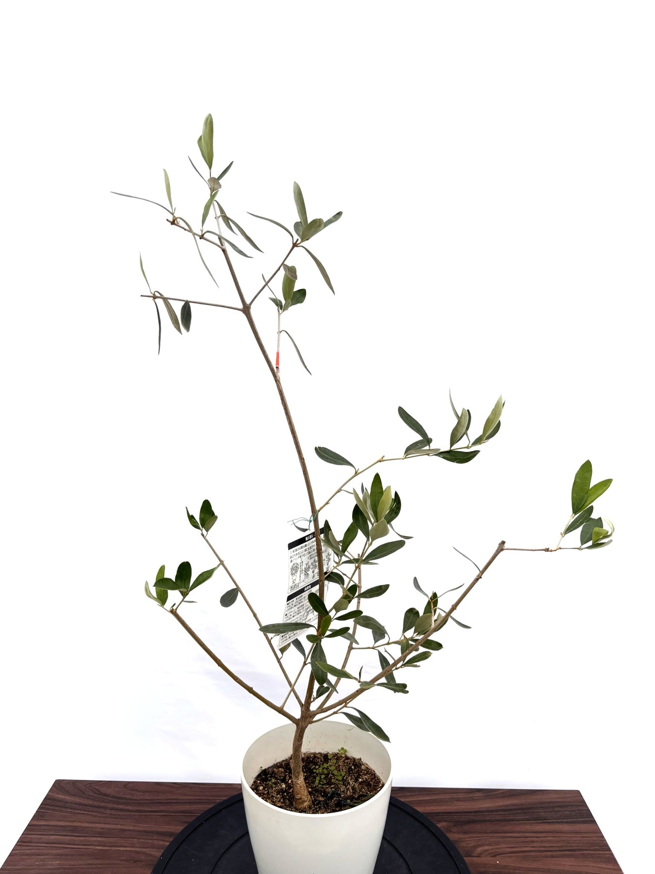 カラマタ　オリーブの木 NEWカラマタ（オリーブの木）｜XSサイズ｜NO.10815｜約90cm｜希少