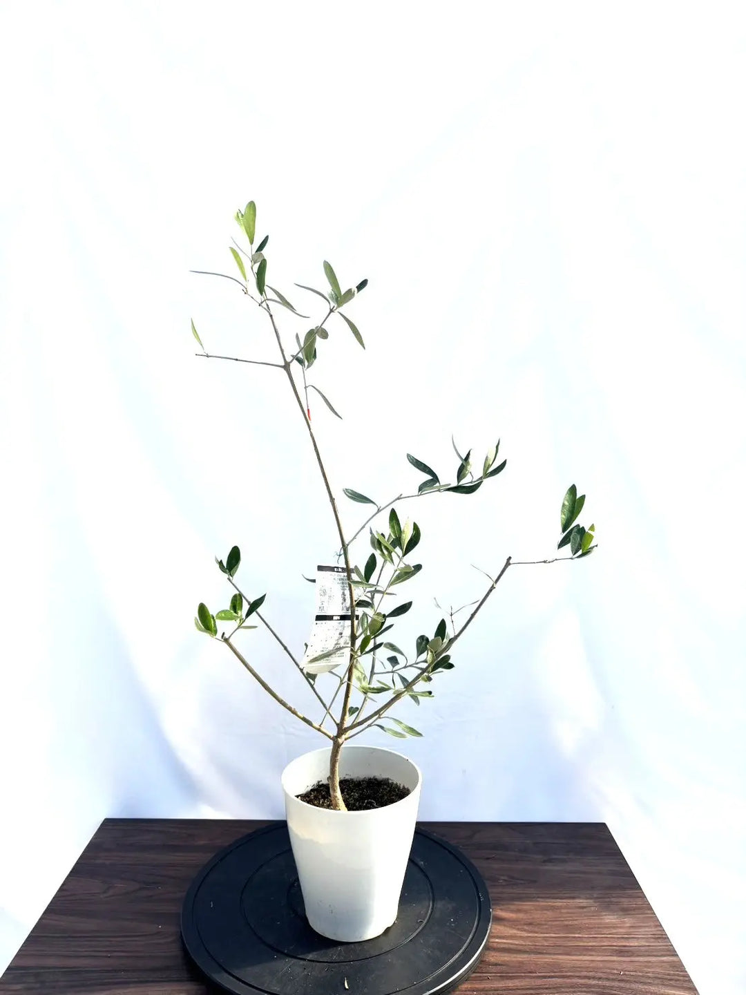 オリーブの木（全商品）｜写真の木をそのままお届け［現品販売］｜鶴亀