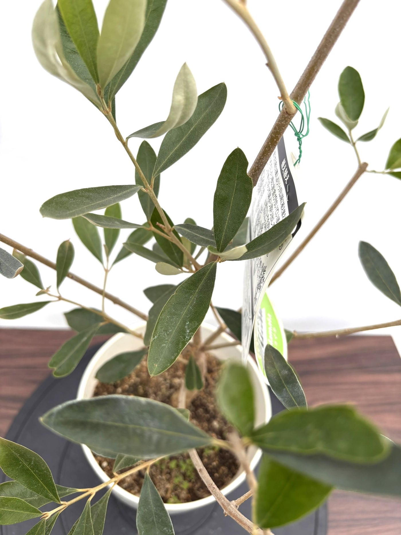 NEWカラマタ（オリーブの木）｜XSサイズ｜NO.10815｜約90cm｜希少