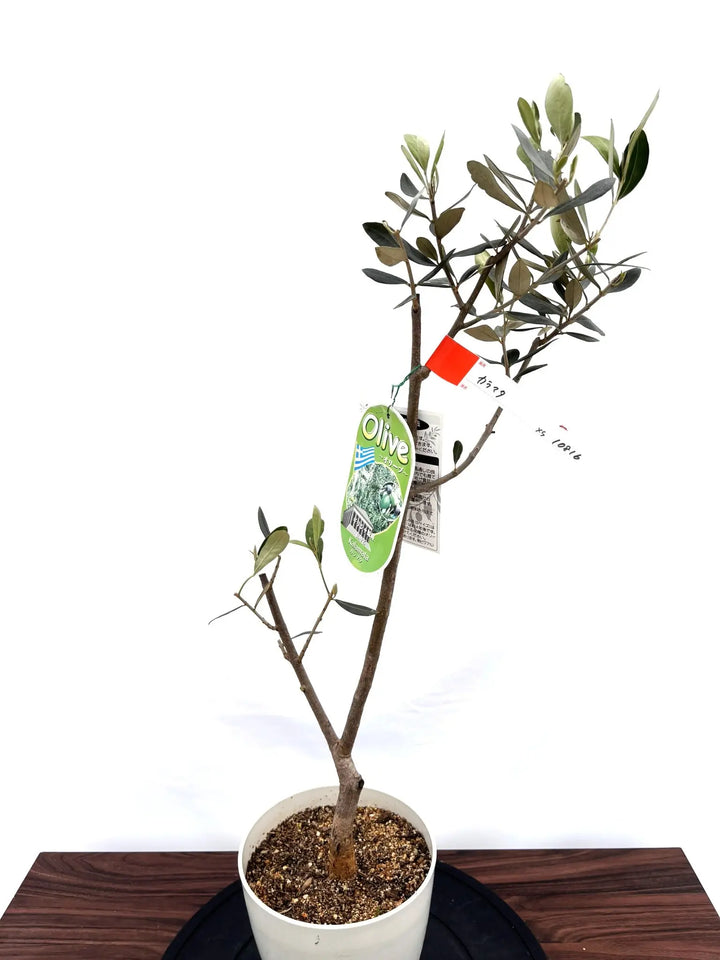 NEWカラマタ（オリーブの木）｜XSサイズ｜NO.10816｜約80cm｜希少