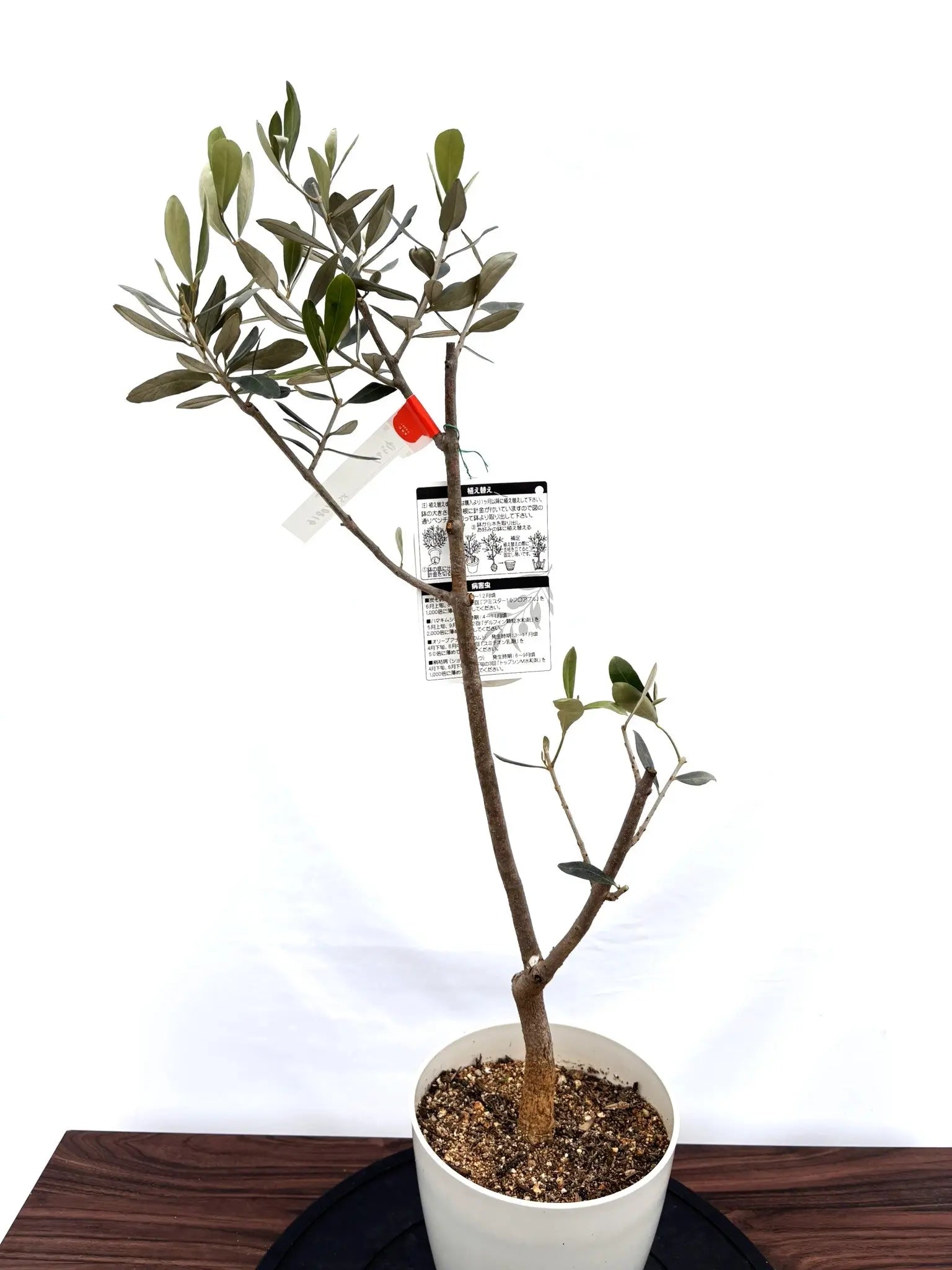 オリーブの木 実付き　カラマタ　シンボルツリー　希少 極上品 カラマタ オリーブの木 希少 オリーブ オリーブの木 実付き