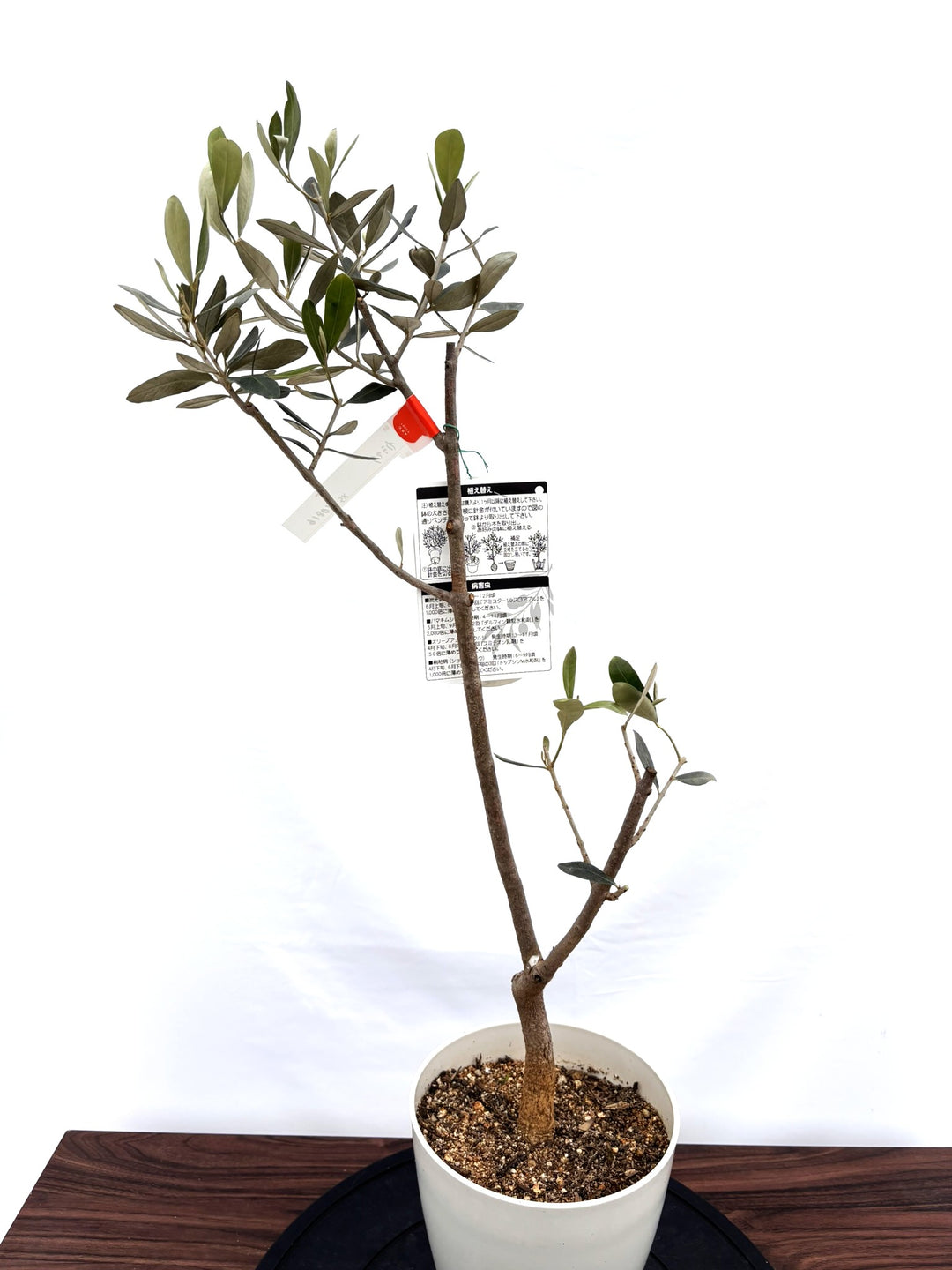 NEWカラマタ（オリーブの木）｜XSサイズ｜NO.10816｜約80cm｜希少