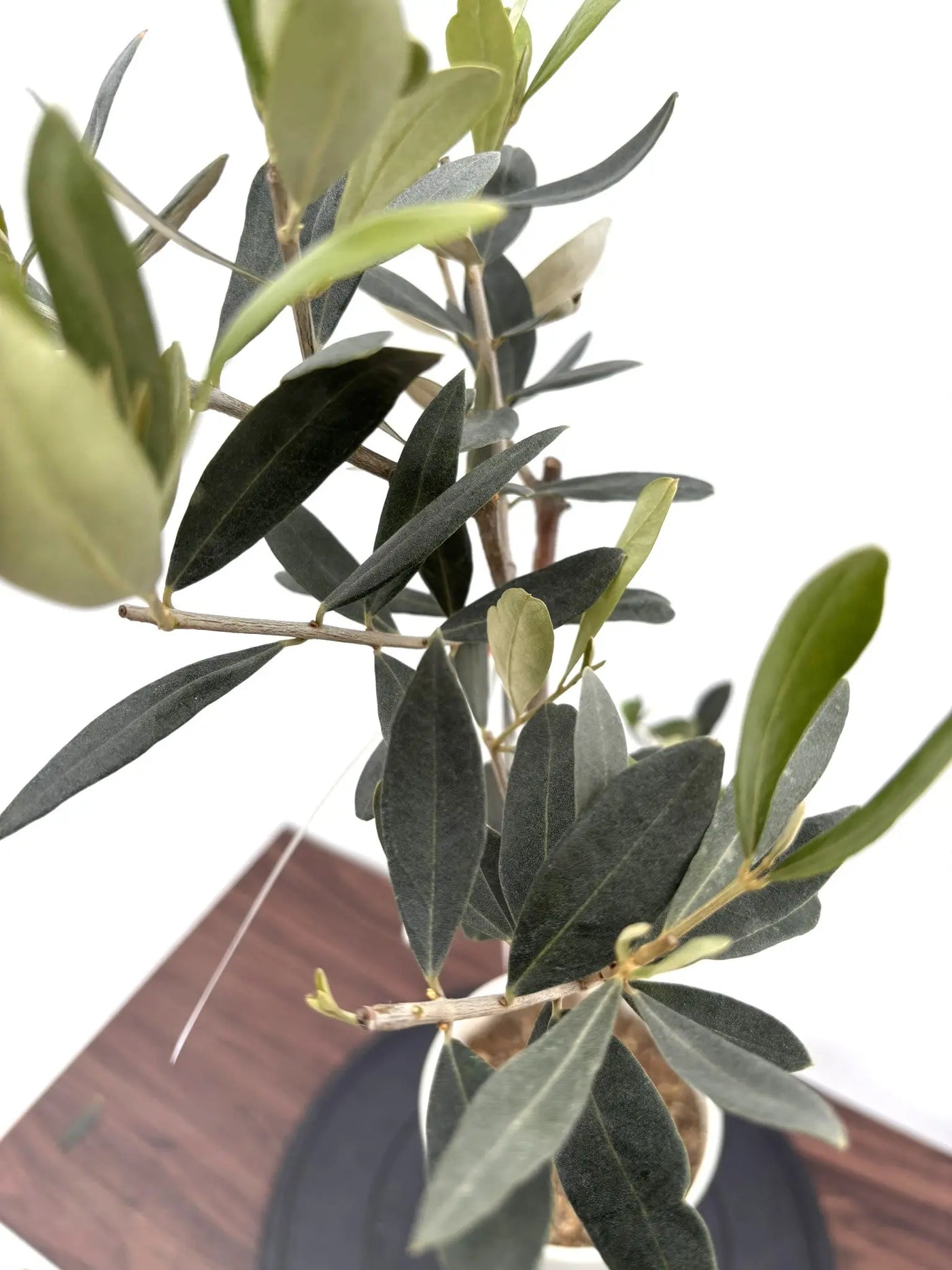 NEWカラマタ（オリーブの木）｜XSサイズ｜NO.10816｜約80cm｜希少