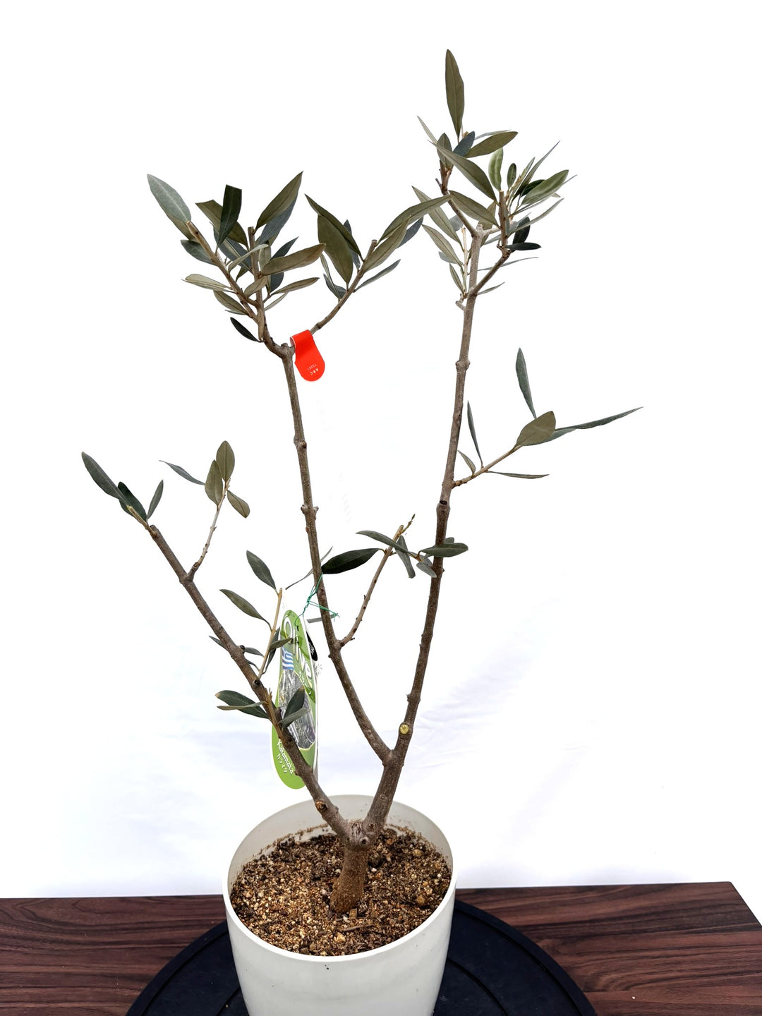 NEWカラマタ（オリーブの木）｜XSサイズ｜NO.10817｜約70cm｜希少