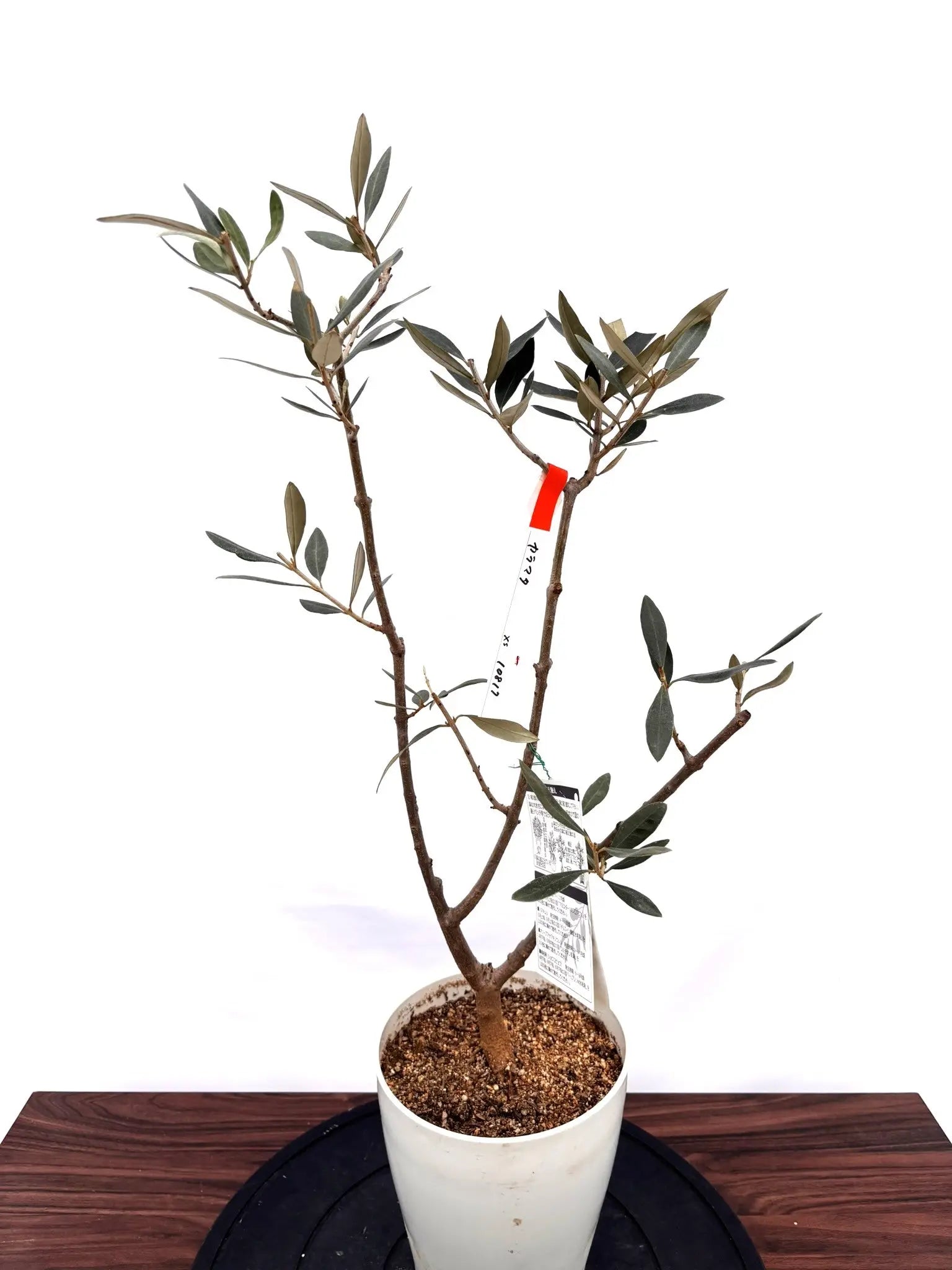 NEWカラマタ（オリーブの木）｜XSサイズ｜NO.10817｜約70cm｜希少
