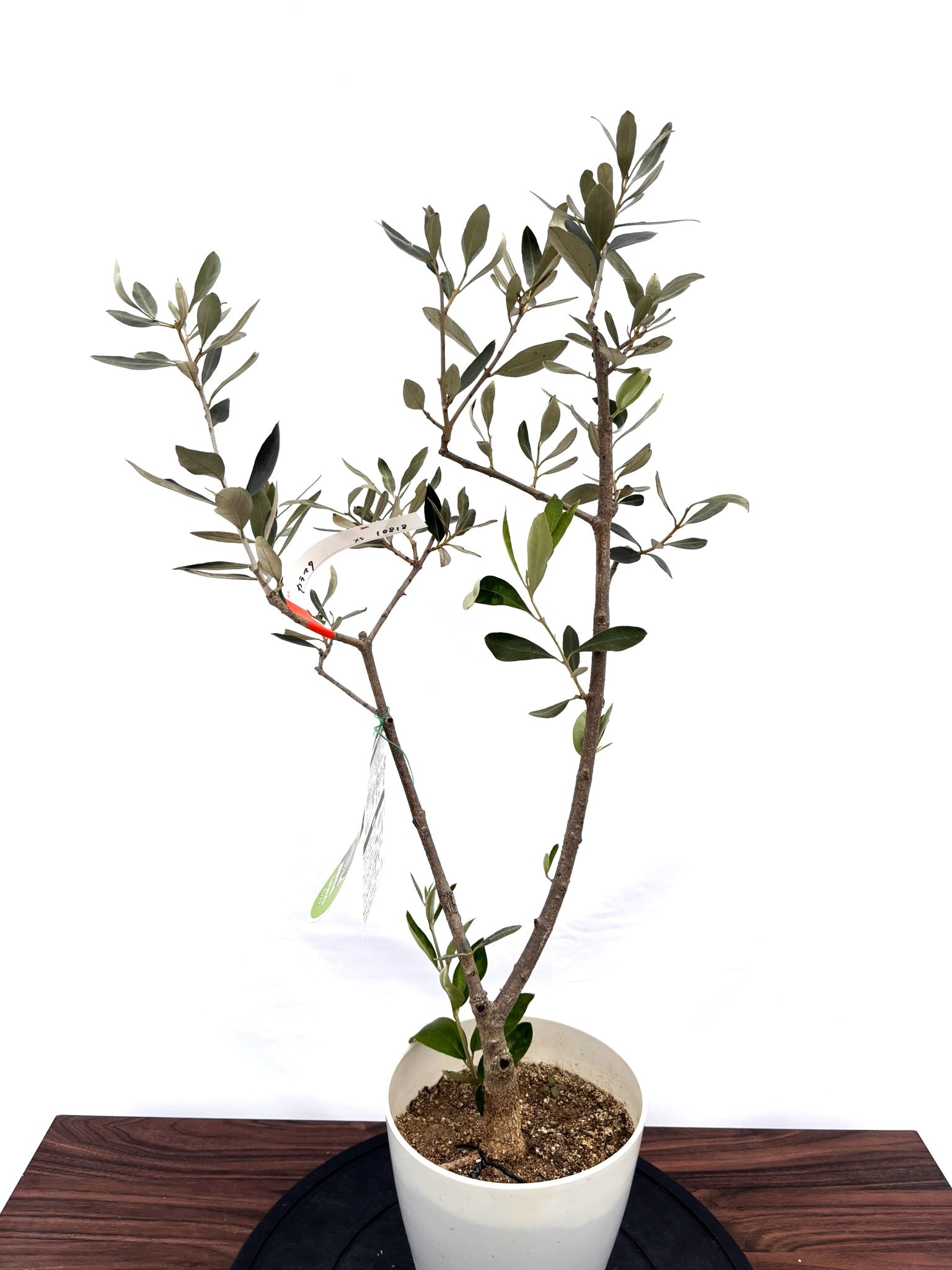 NEWカラマタ（オリーブの木）｜XSサイズ｜NO.10818｜約85cm｜希少